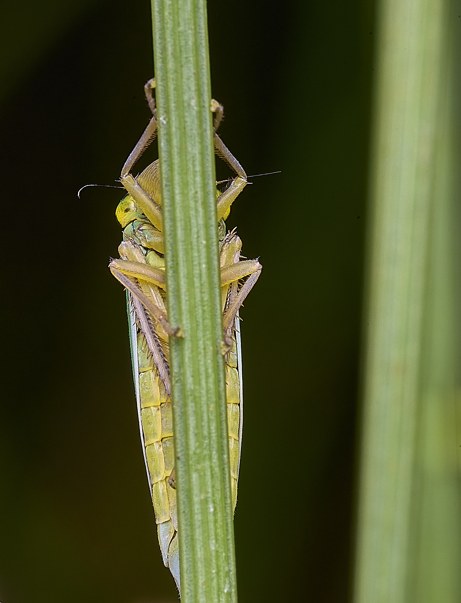 ThompsonCommonHopper270725-8