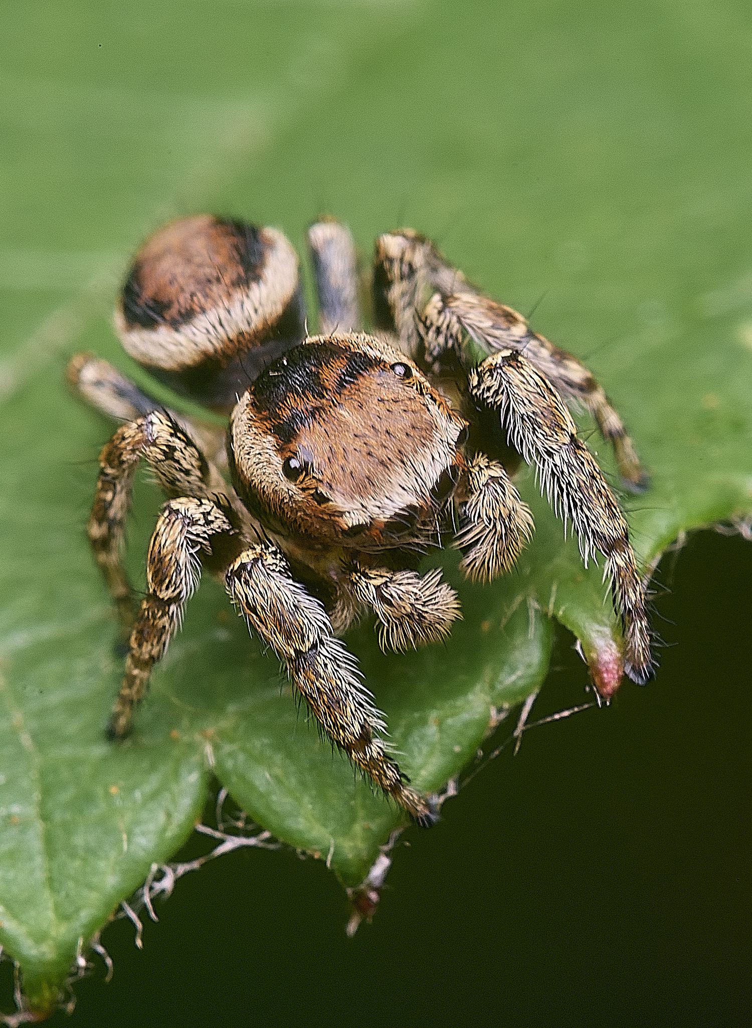 ThompsonCommonJumopingSpider270725-2