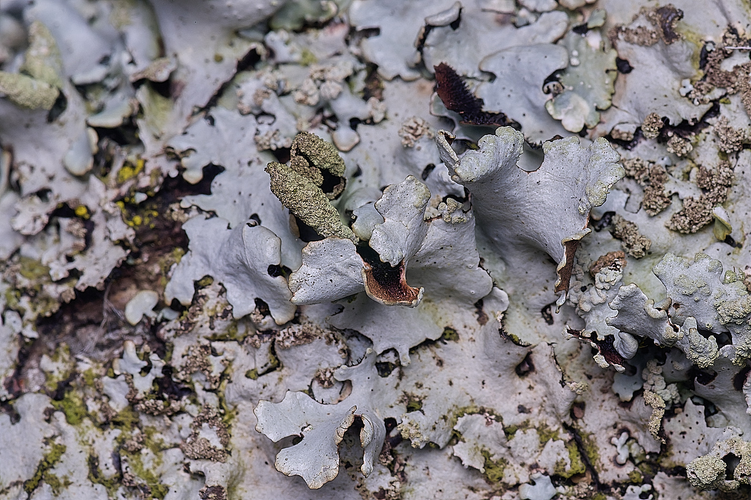 ThompsonCommonLichen270725-1
