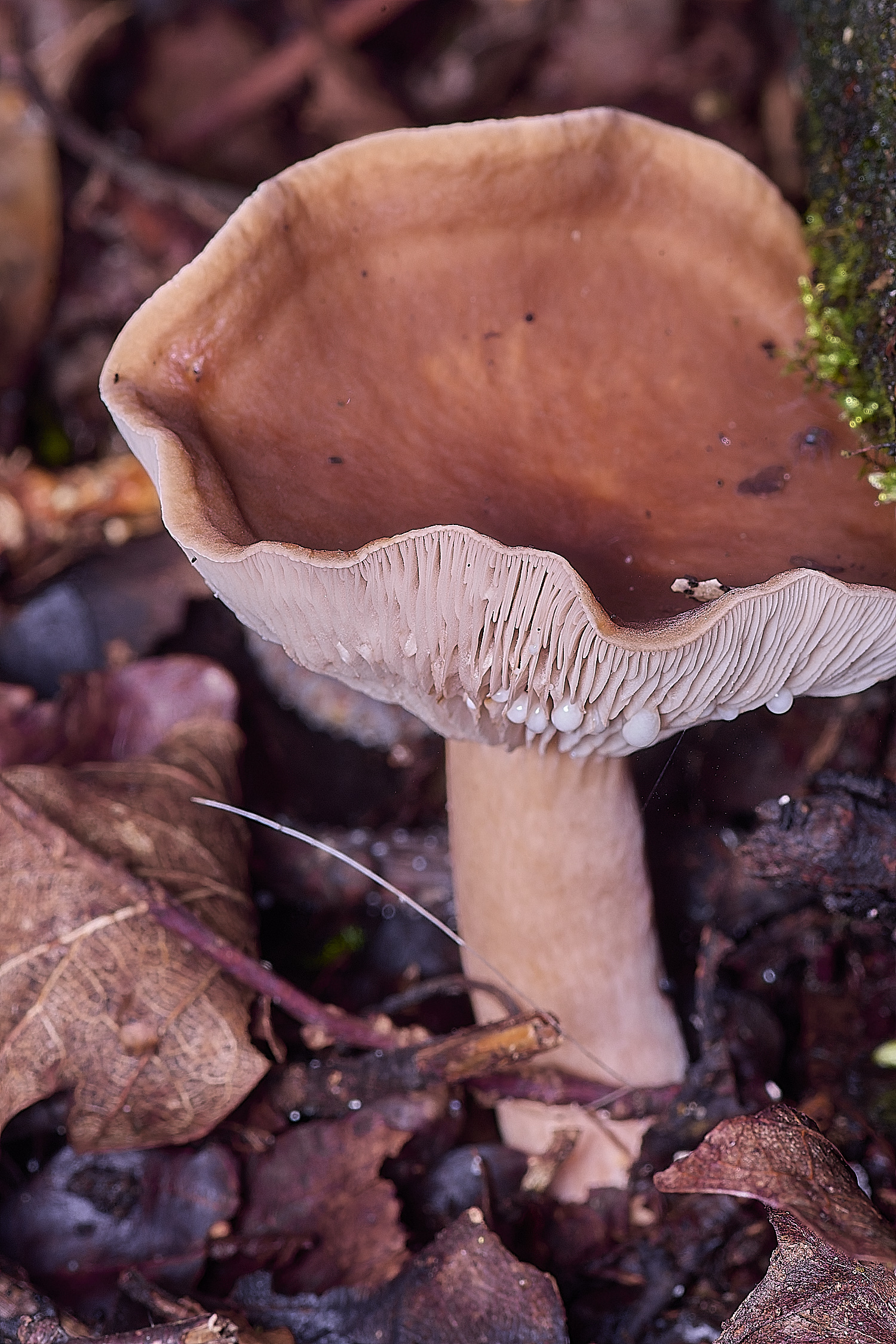 ThompsonCommonMilkcap270725-1