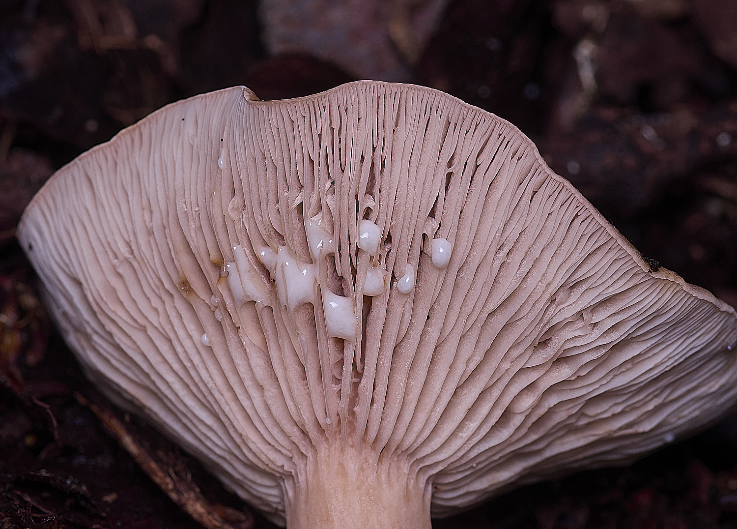 ThompsonCommonMilkcap270725-2