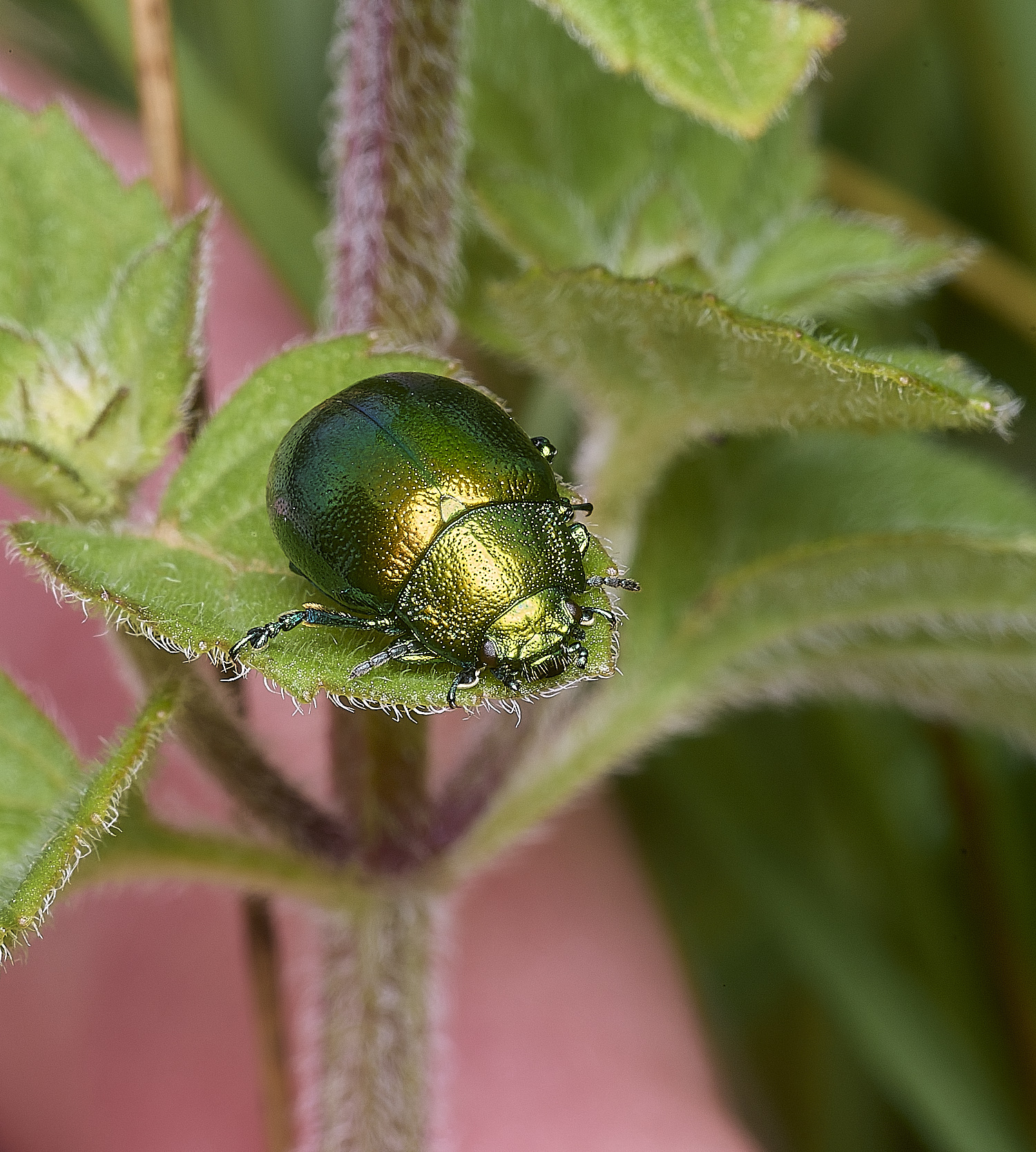 ThompsonCommonMintBeetle270725-5
