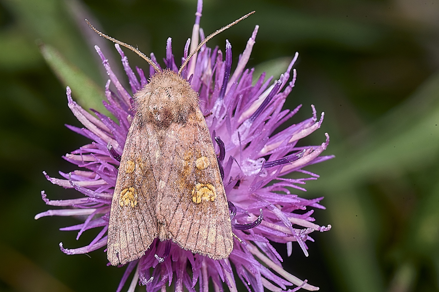 ThompsonCommonMoth270725-1