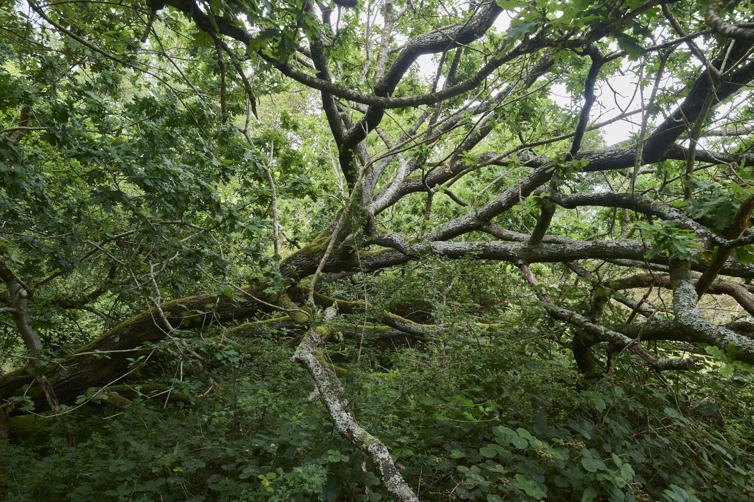 ThompsonCommonOak270725-1