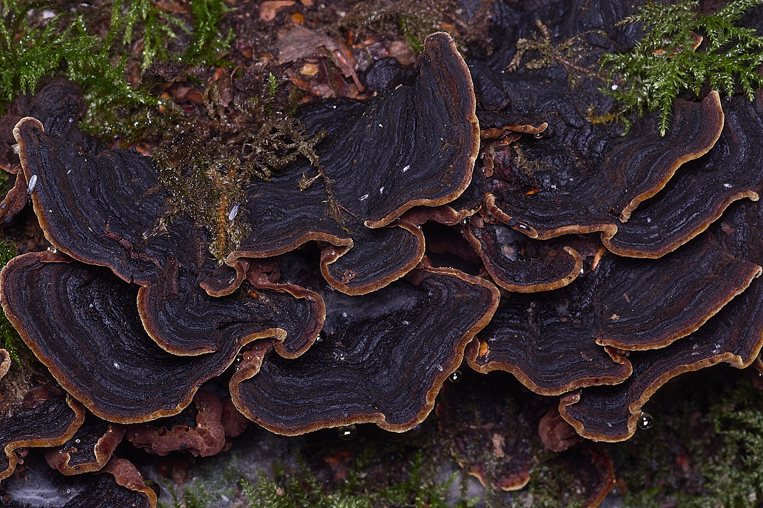 ThompsonCommonOakCurtainCrust270725-1