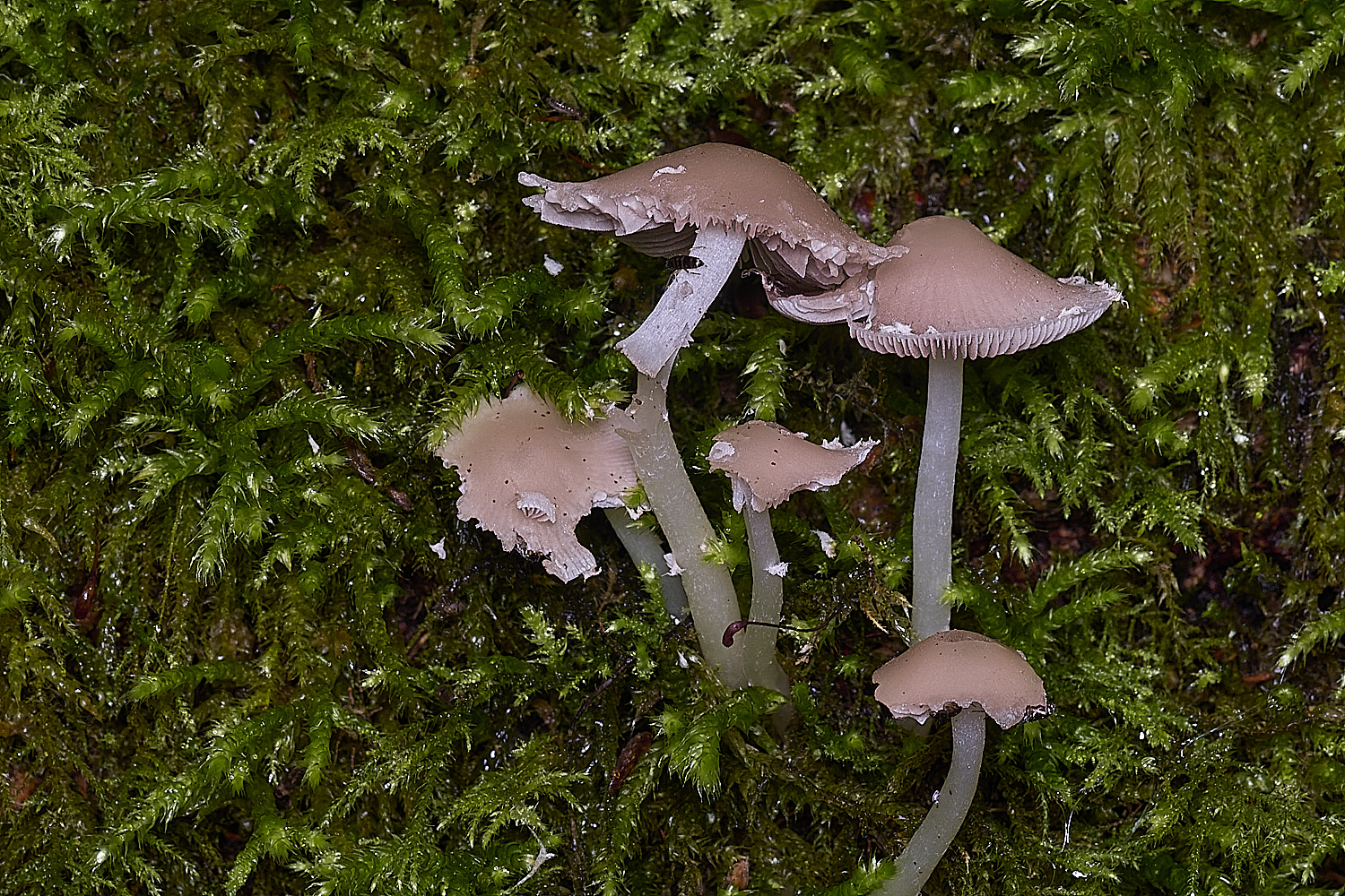 ThompsonCommonPaleBrittlestem270725-1