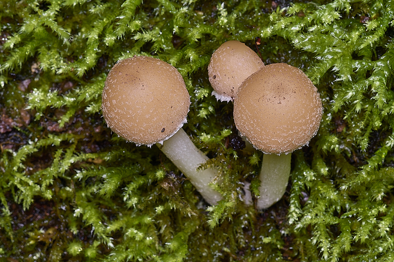 ThompsonCommonPaleBrittlestem270725-2