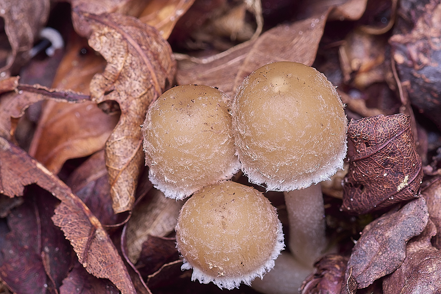 ThompsonCommonPaleBrittlestem270725-3