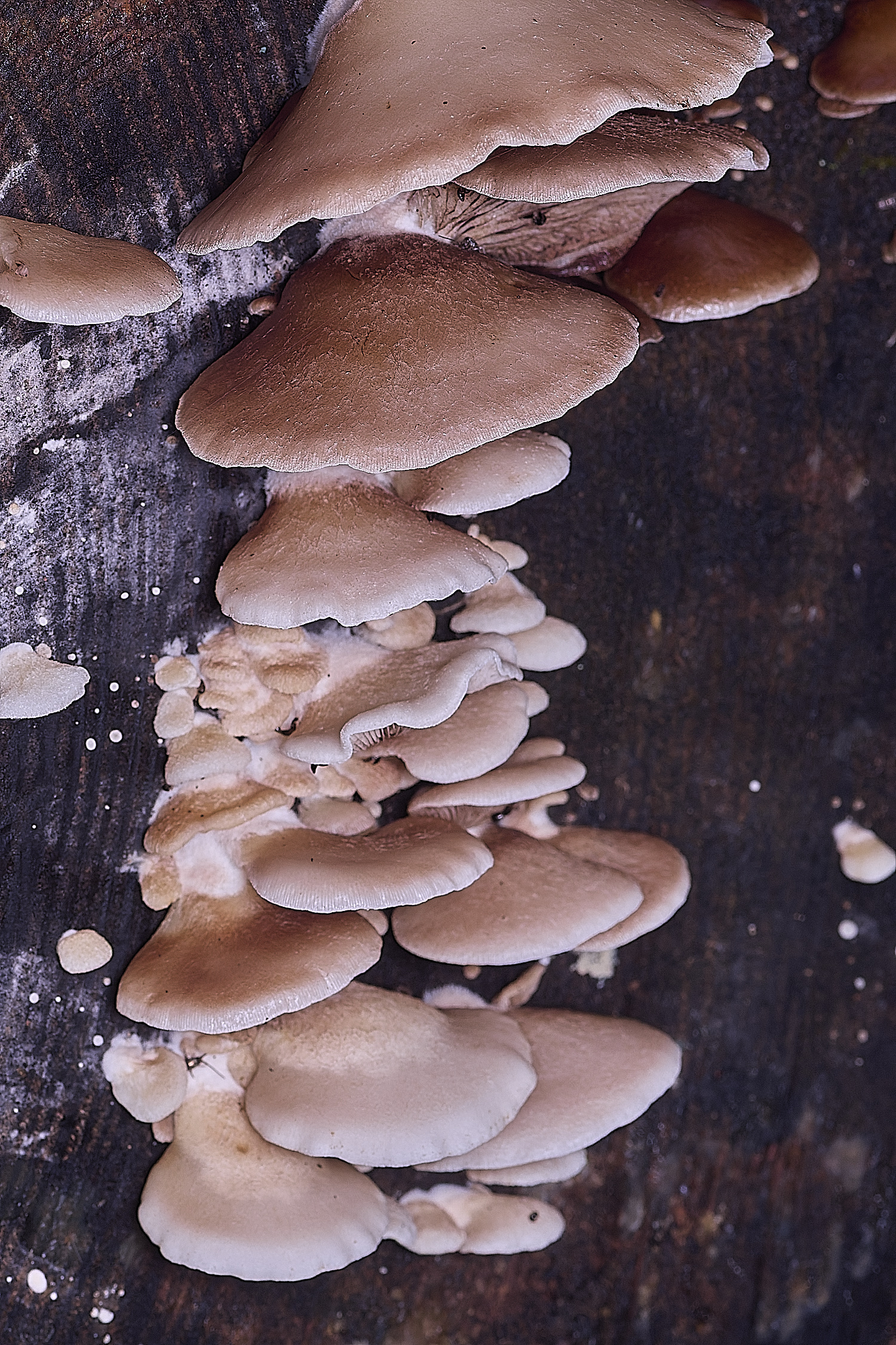 ThompsonCommonPeelingOysterling270725-1