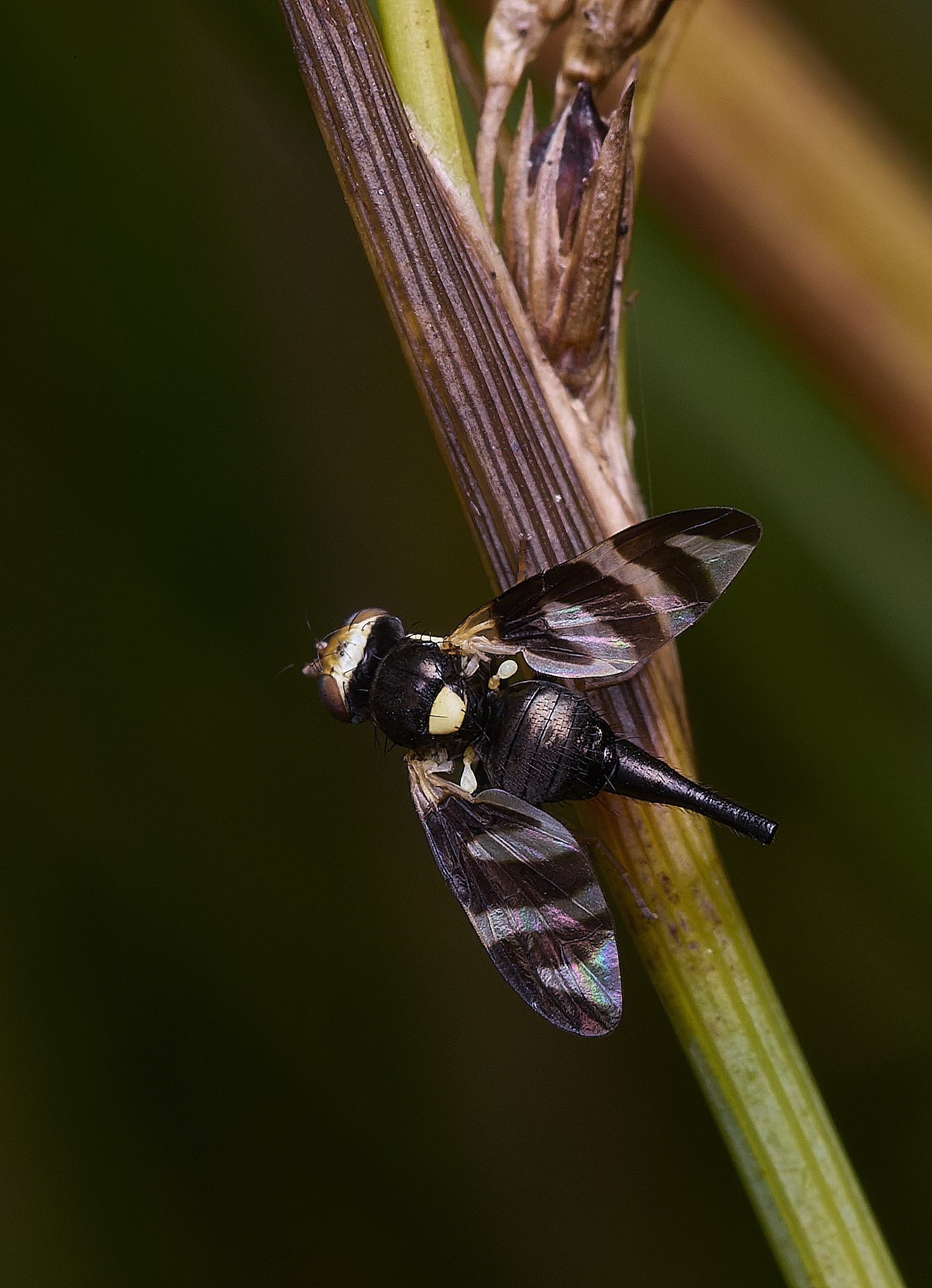 ThompsonCommonPictureWing270725-2