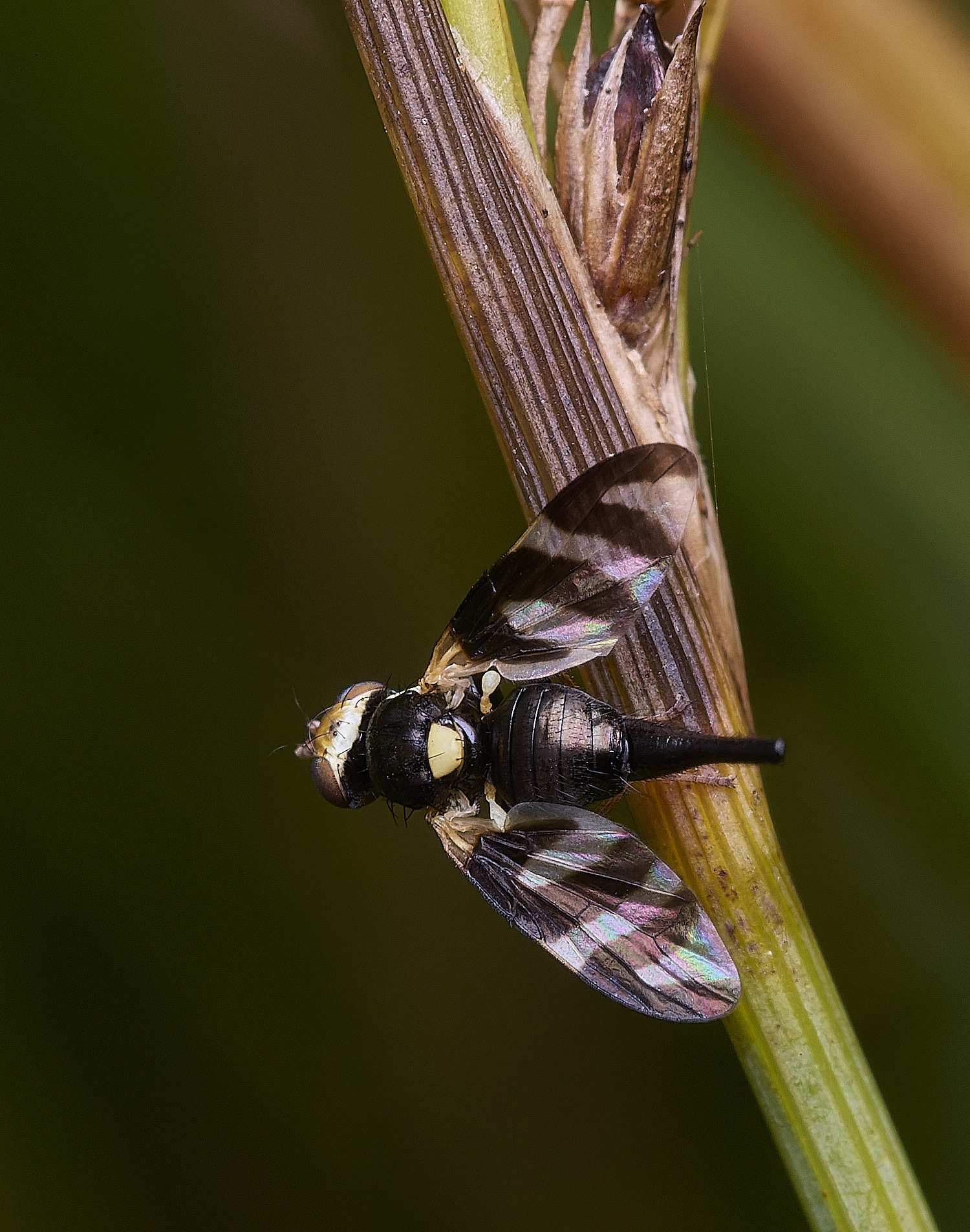 ThompsonCommonPictureWing270725-3