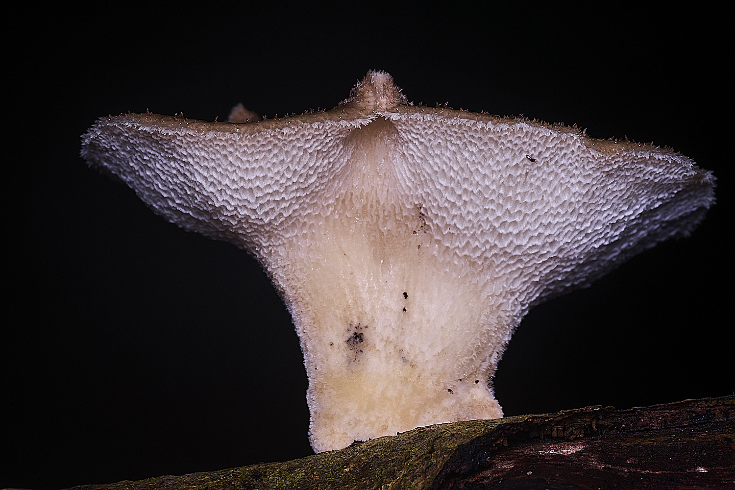 ThompsonCommonPolypore270725-1