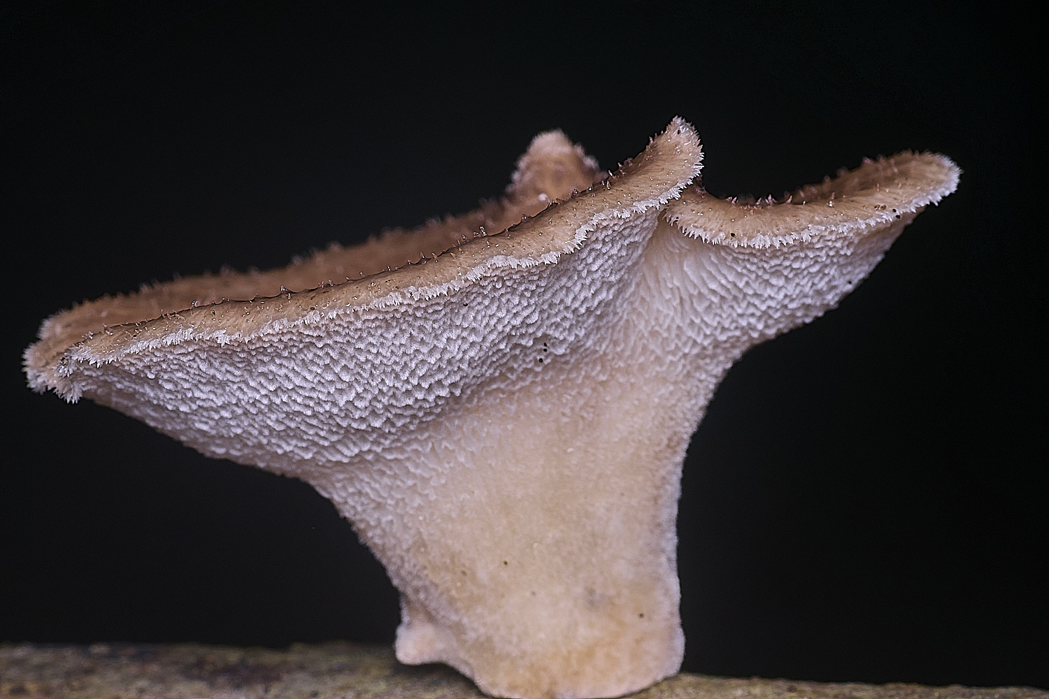 ThompsonCommonPolypore270725-3