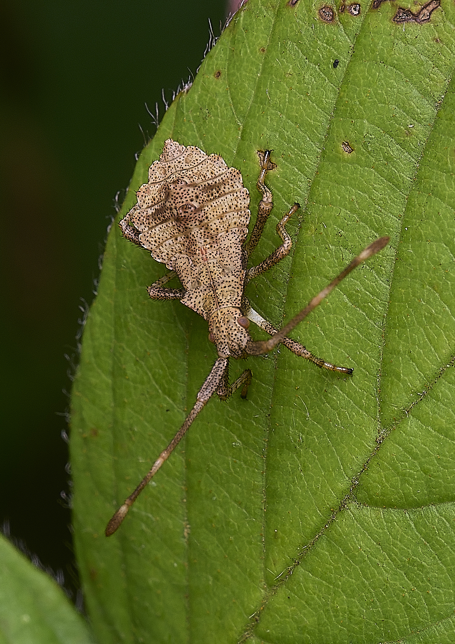 ThompsonCommonRhombic270725-1