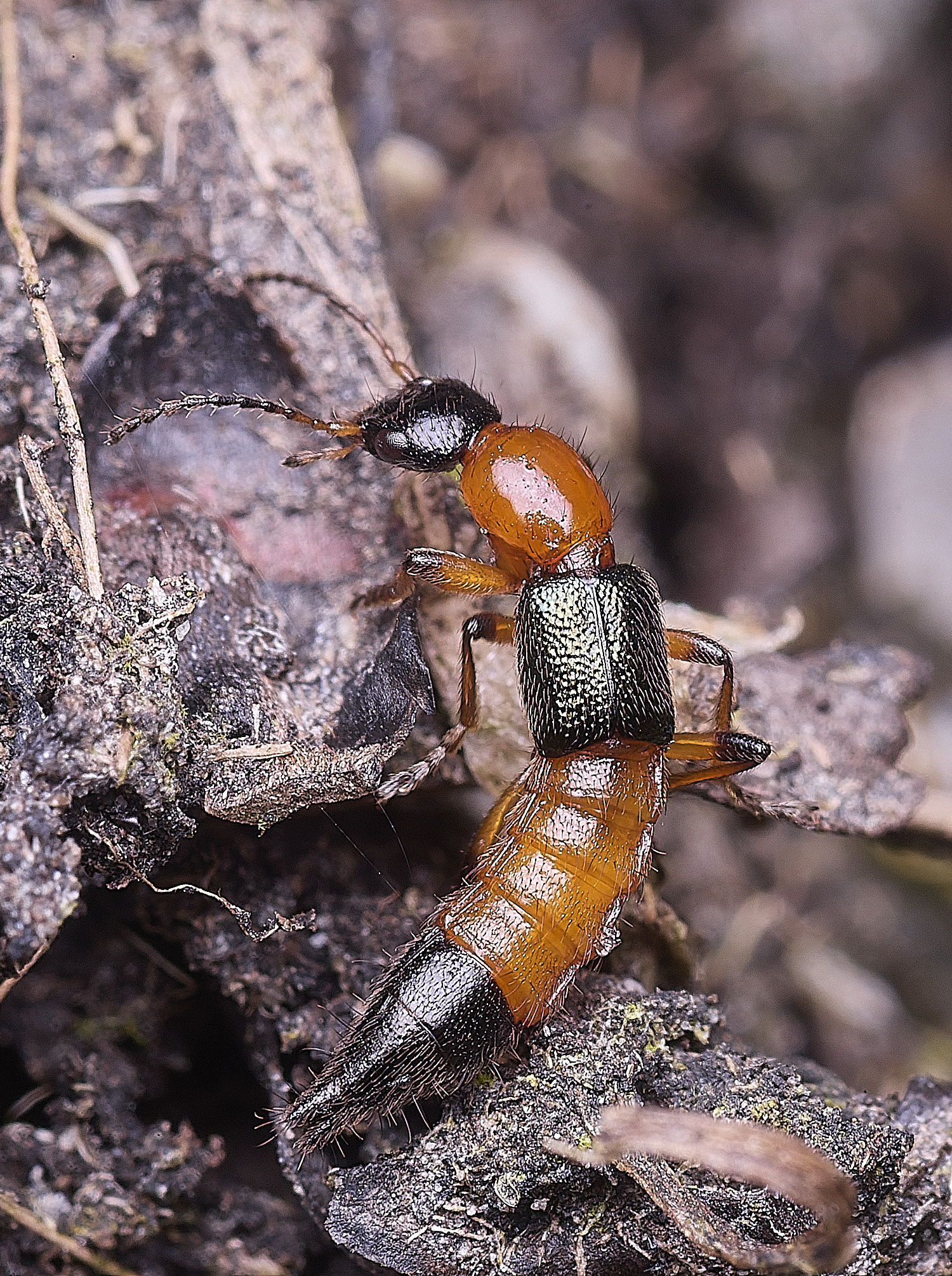 ThompsonCommonRoveBeetle270725-1