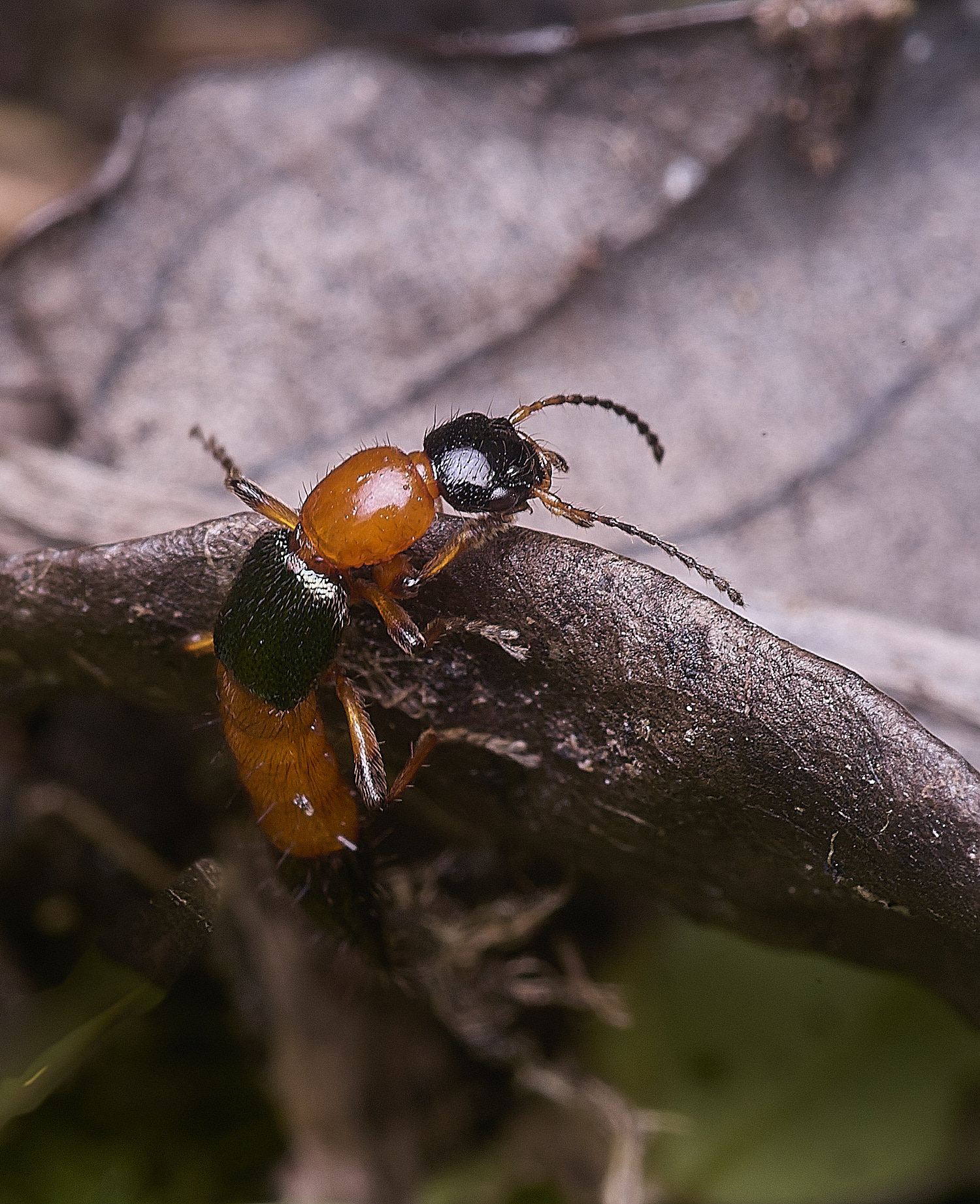 ThompsonCommonRoveBeetle270725-4