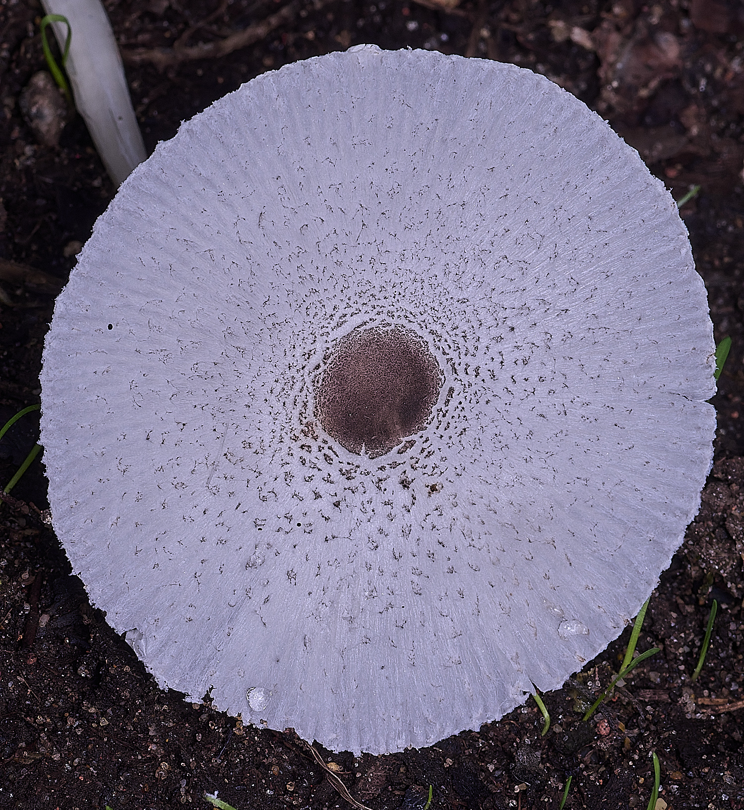 ThompsonCommonSkullcapDapperling270725-1