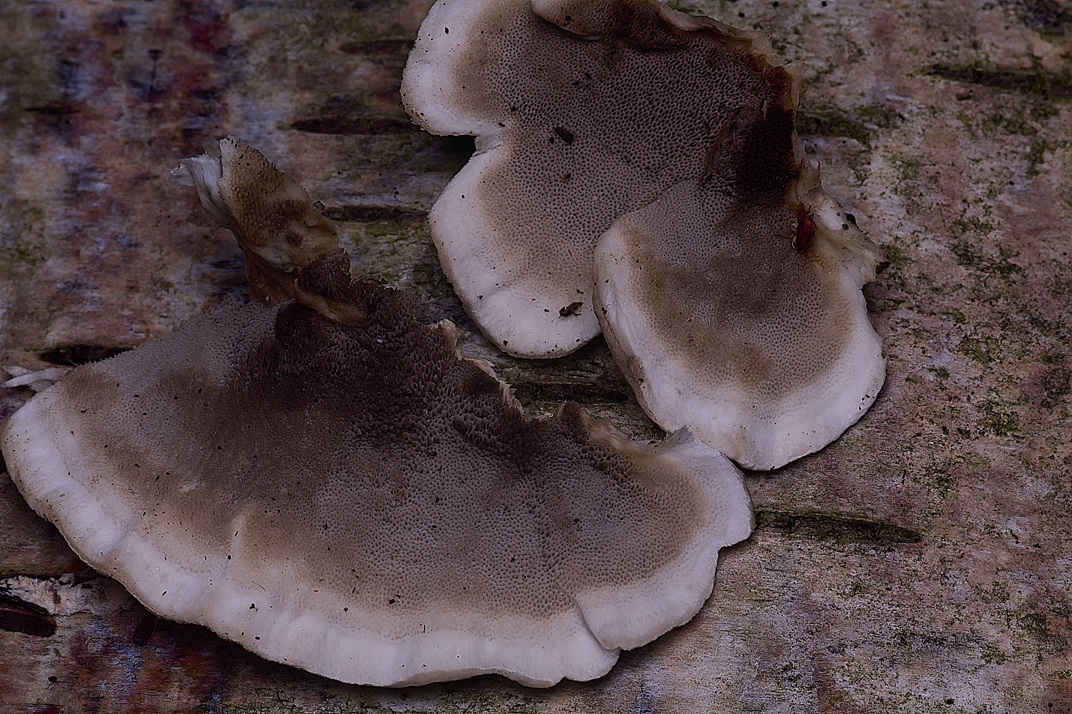 ThompsonCommonSmokeyBracket270725-1