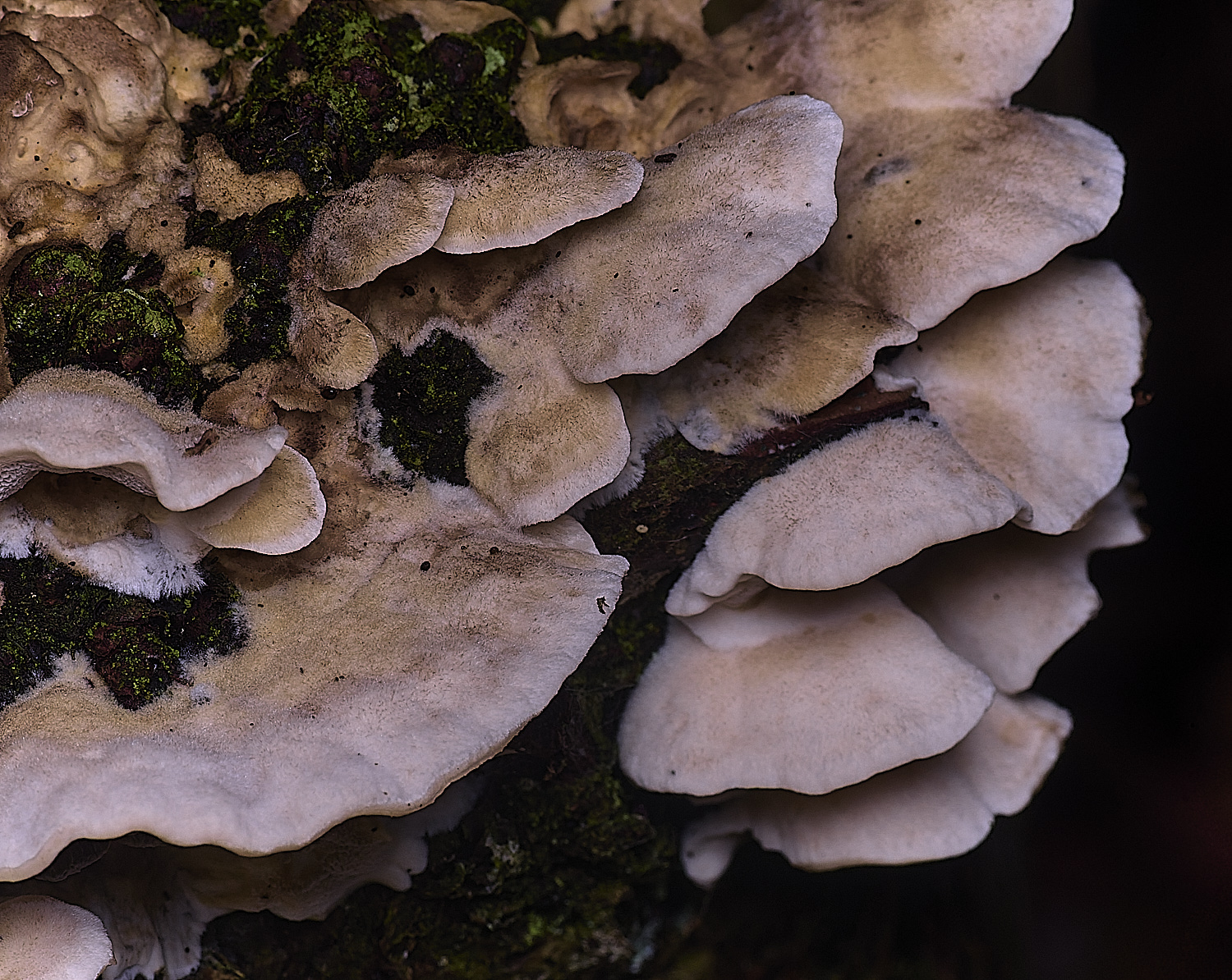 ThompsonCommonSmokeyBracket270725-2