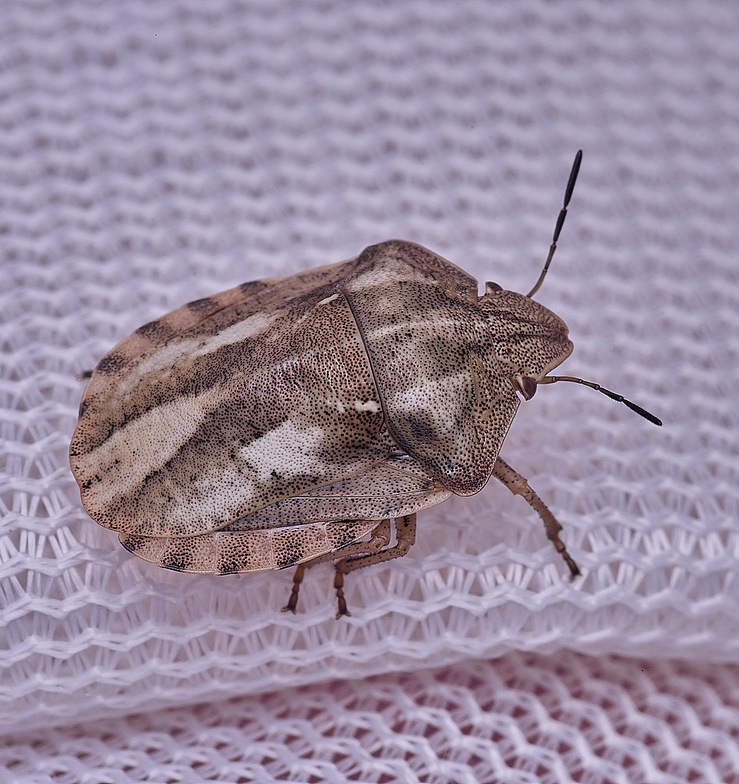 ThompsonCommonTortoiseShieldbug270725-1