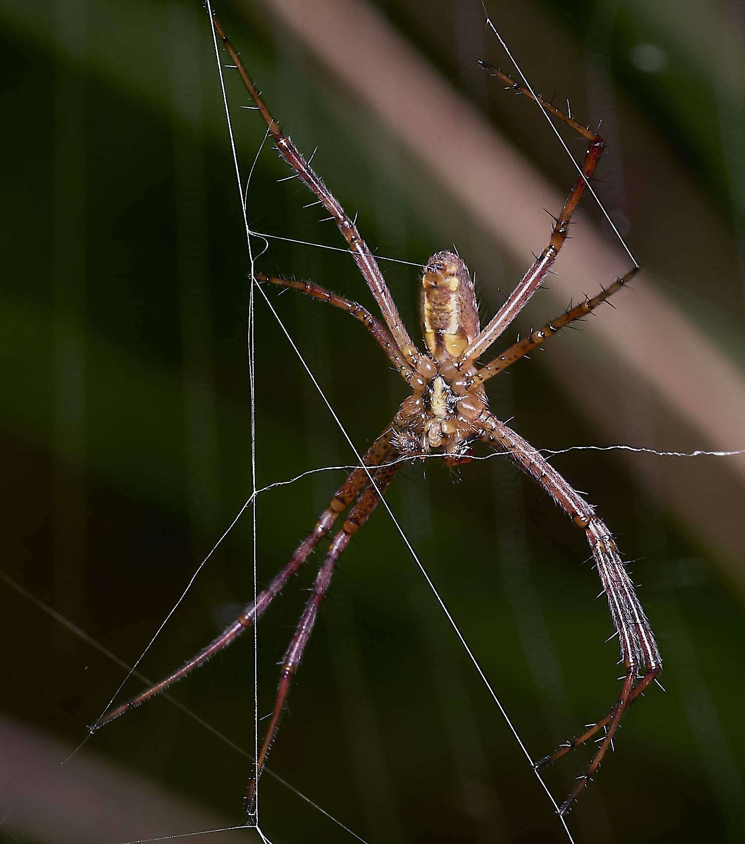 ThompsonCommonWaspSpider270725-10