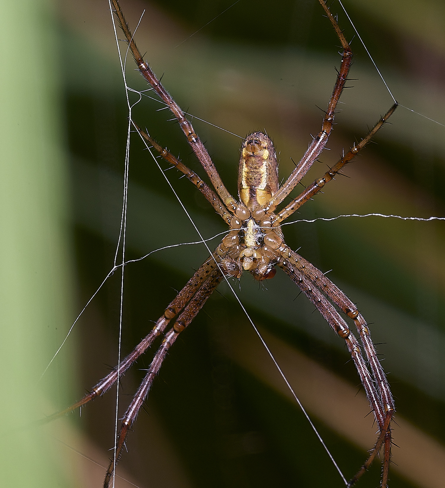 ThompsonCommonWaspSpider270725-11