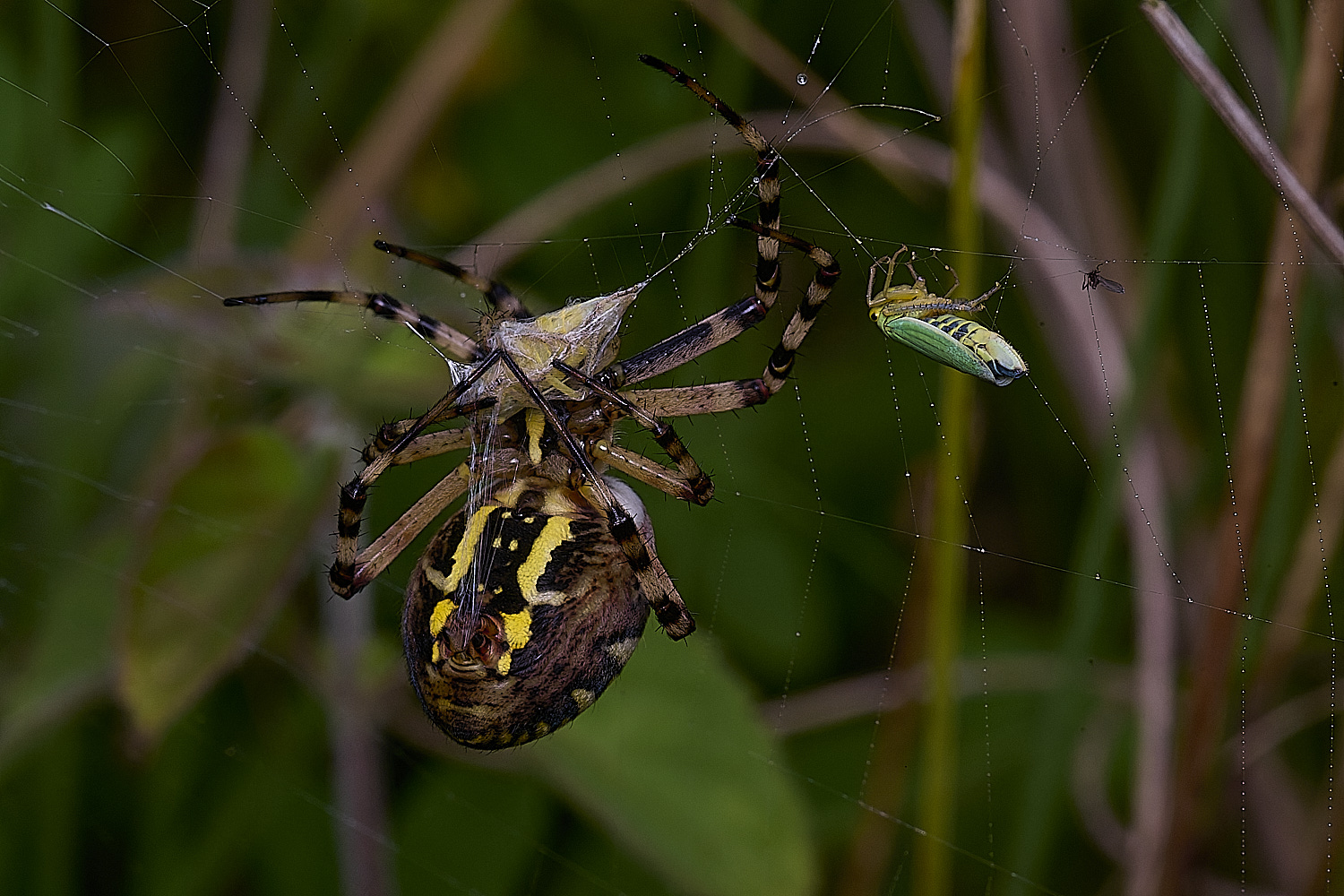 ThompsonCommonWaspSpider270725-13