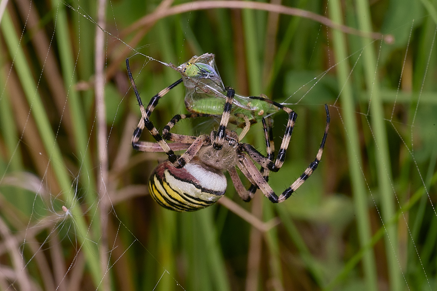 ThompsonCommonWaspSpider270725-15