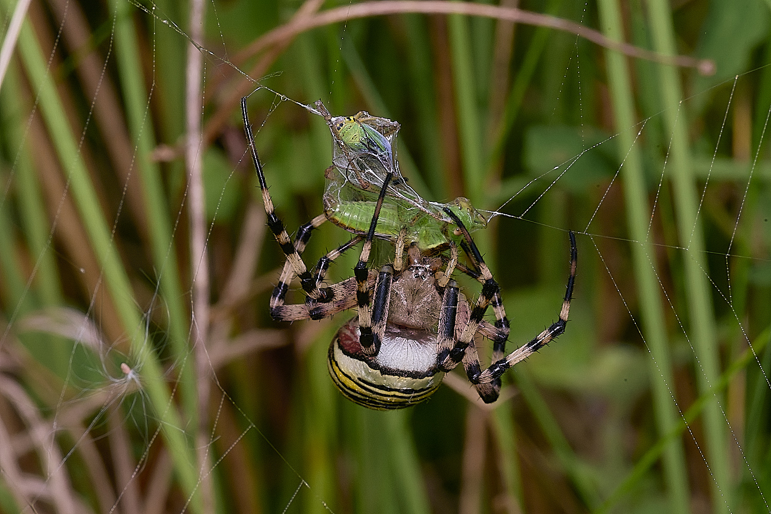 ThompsonCommonWaspSpider270725-16