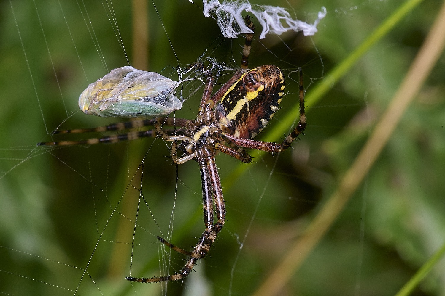 ThompsonCommonWaspSpider270725-5