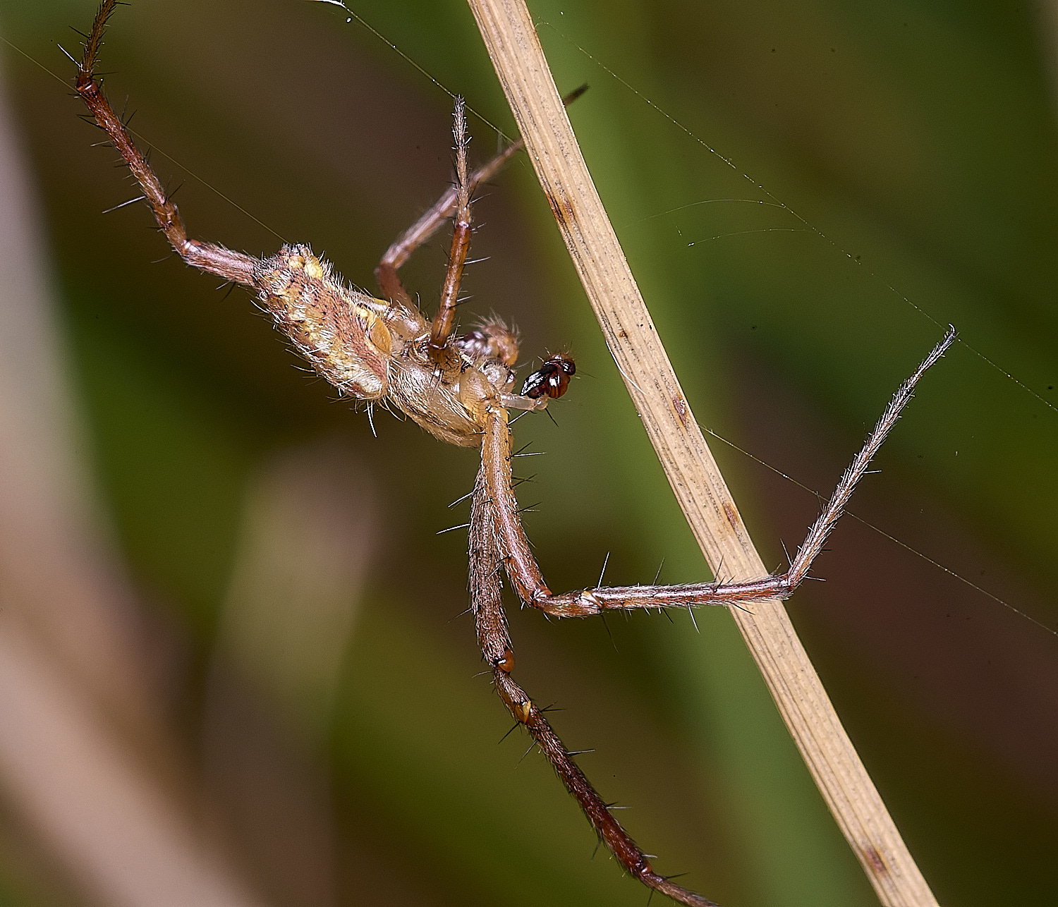 ThompsonCommonWaspSpider270725-8