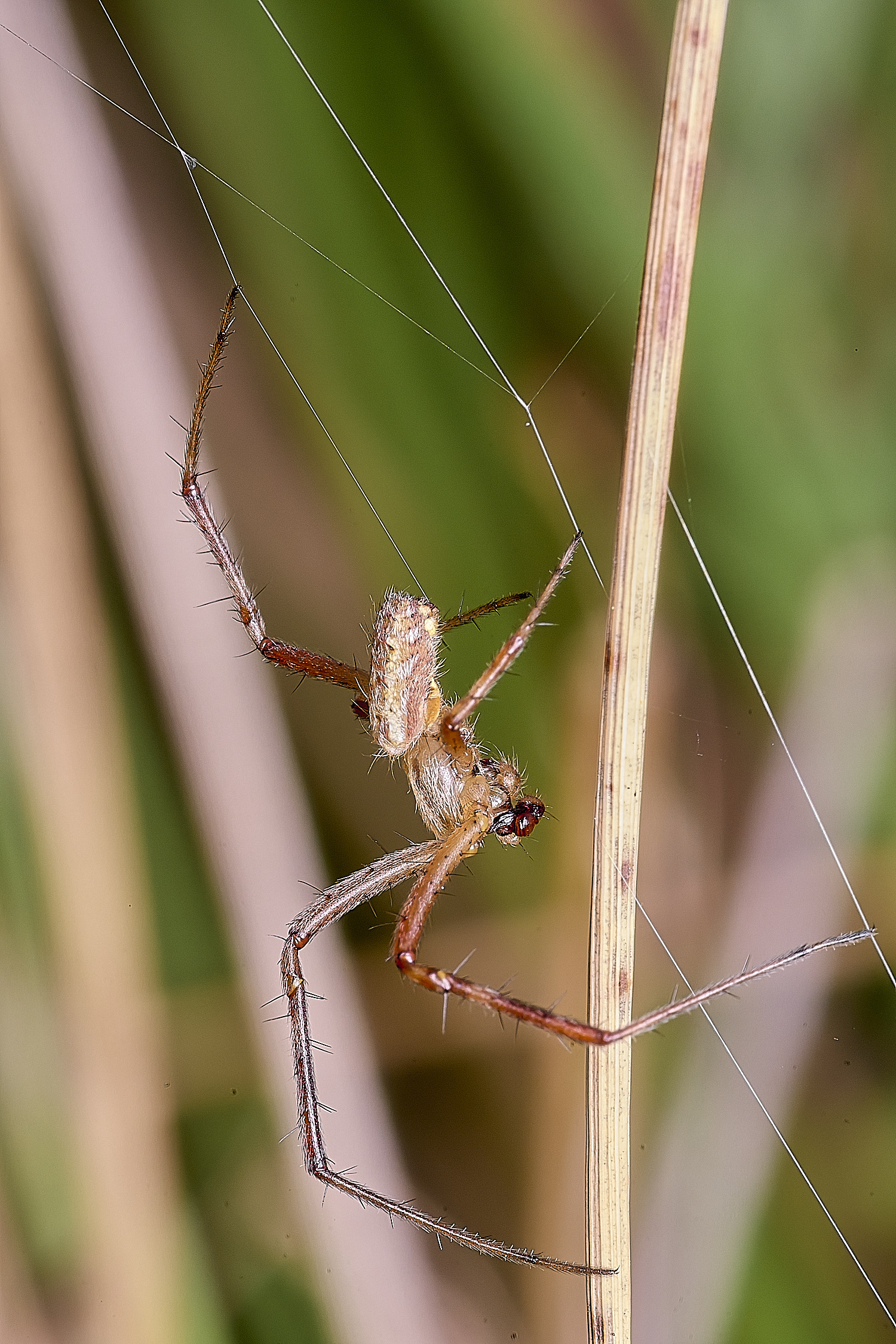 ThompsonCommonWaspSpider270725-9