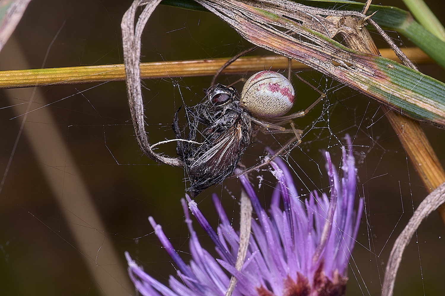 ThompsonSpider&#38;Prey270725-1