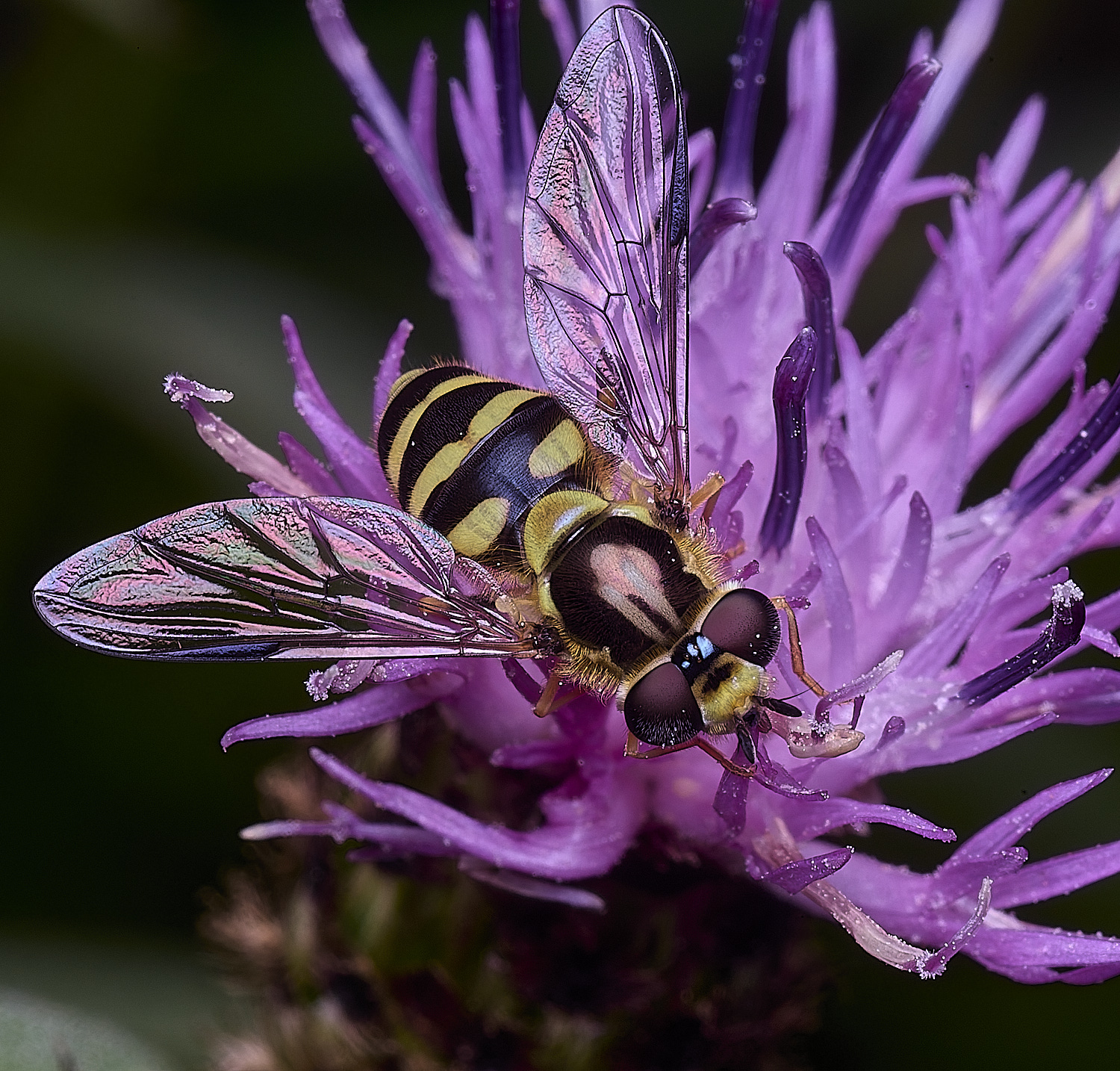 ThonpsonCommonDasysyrphus270725-1