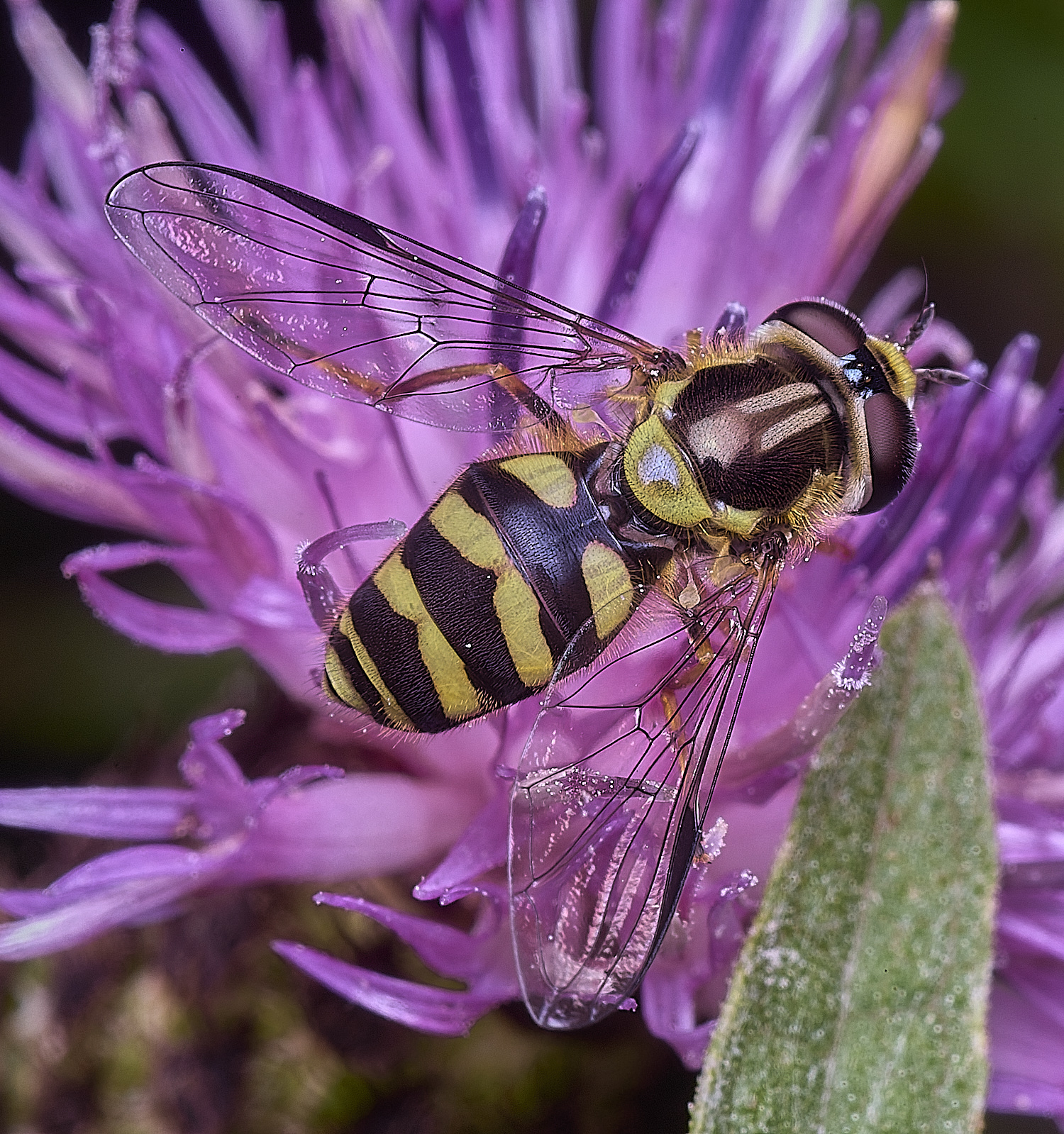 ThonpsonCommonDasysyrphus270725-2