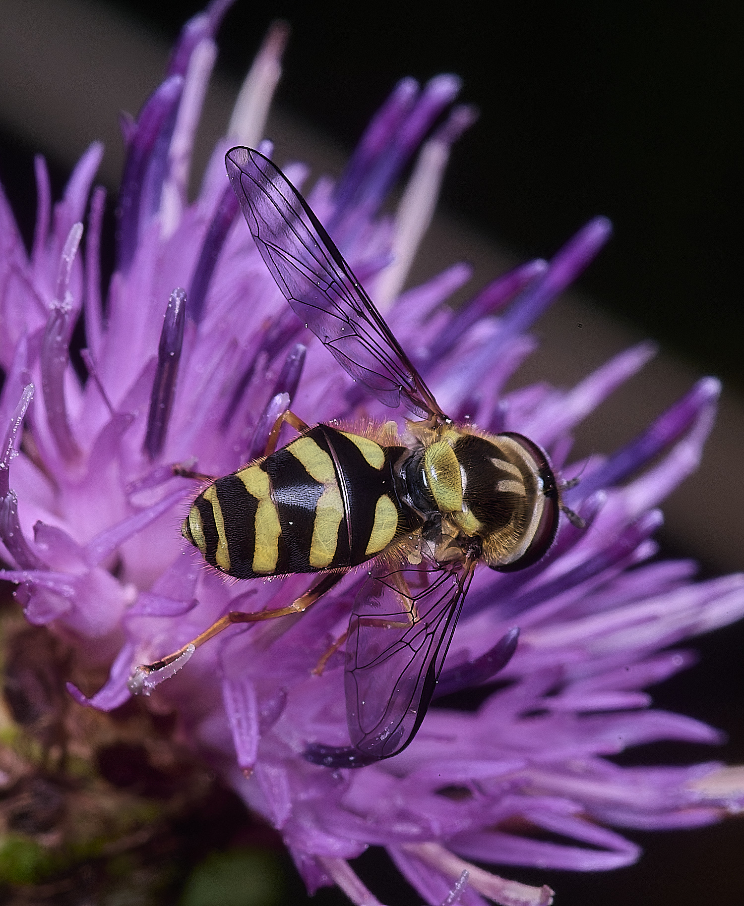 ThonpsonCommonDasysyrphus270725-4