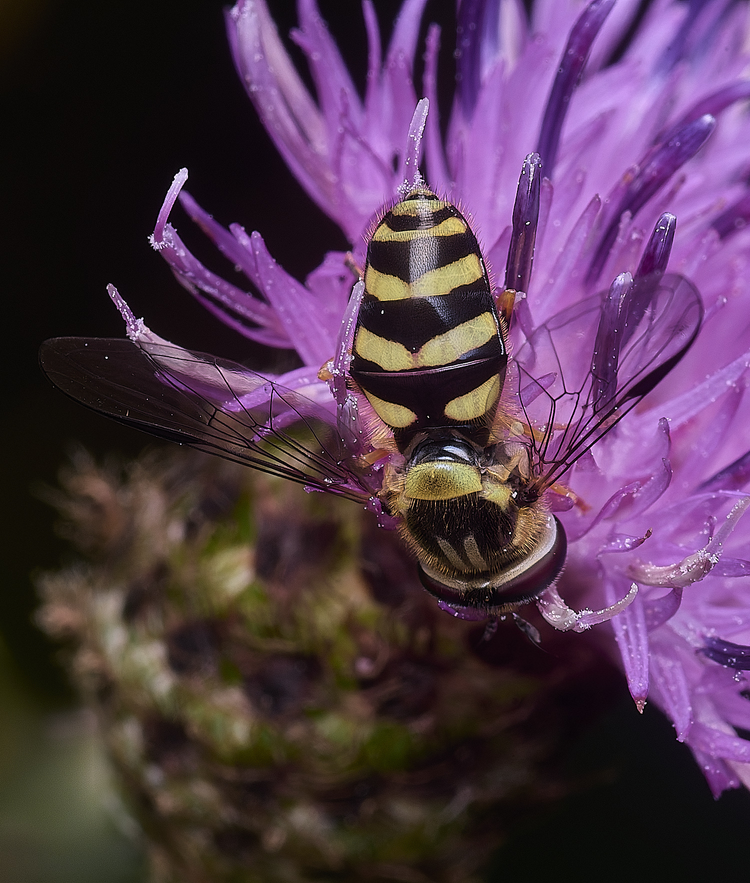 ThonpsonCommonDasysyrphus270725-6