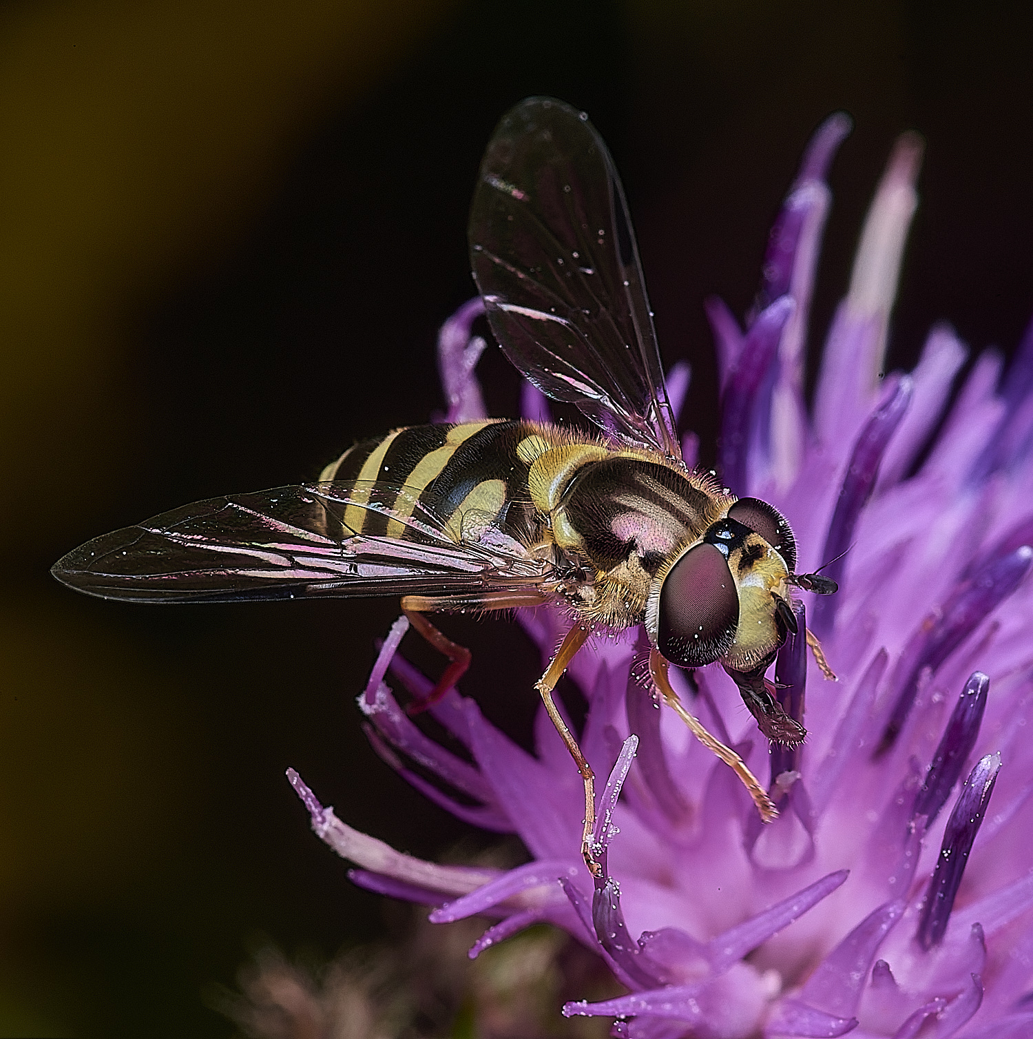 ThonpsonCommonDasysyrphus270725-8