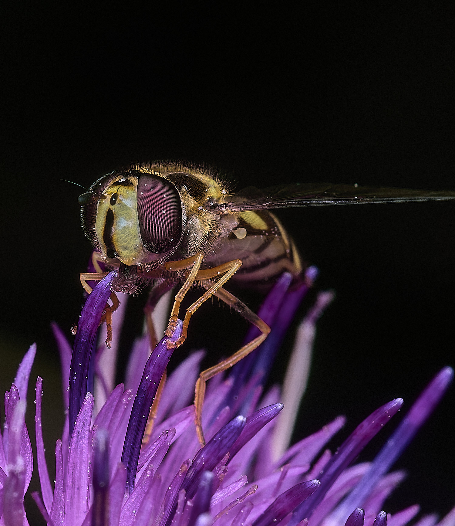 ThonpsonCommonDasysyrphus270725-9