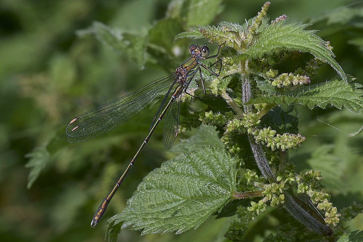 ThursfordWillowEmerald050925-1