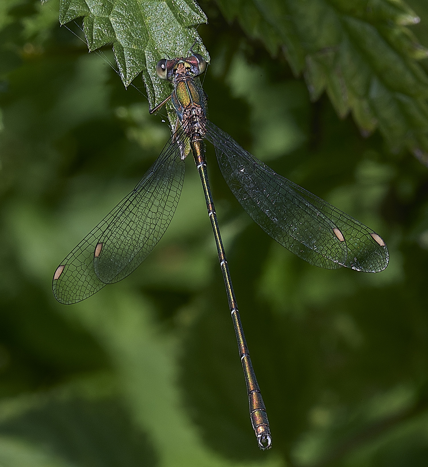 ThursfordWillowEmerald050925-2