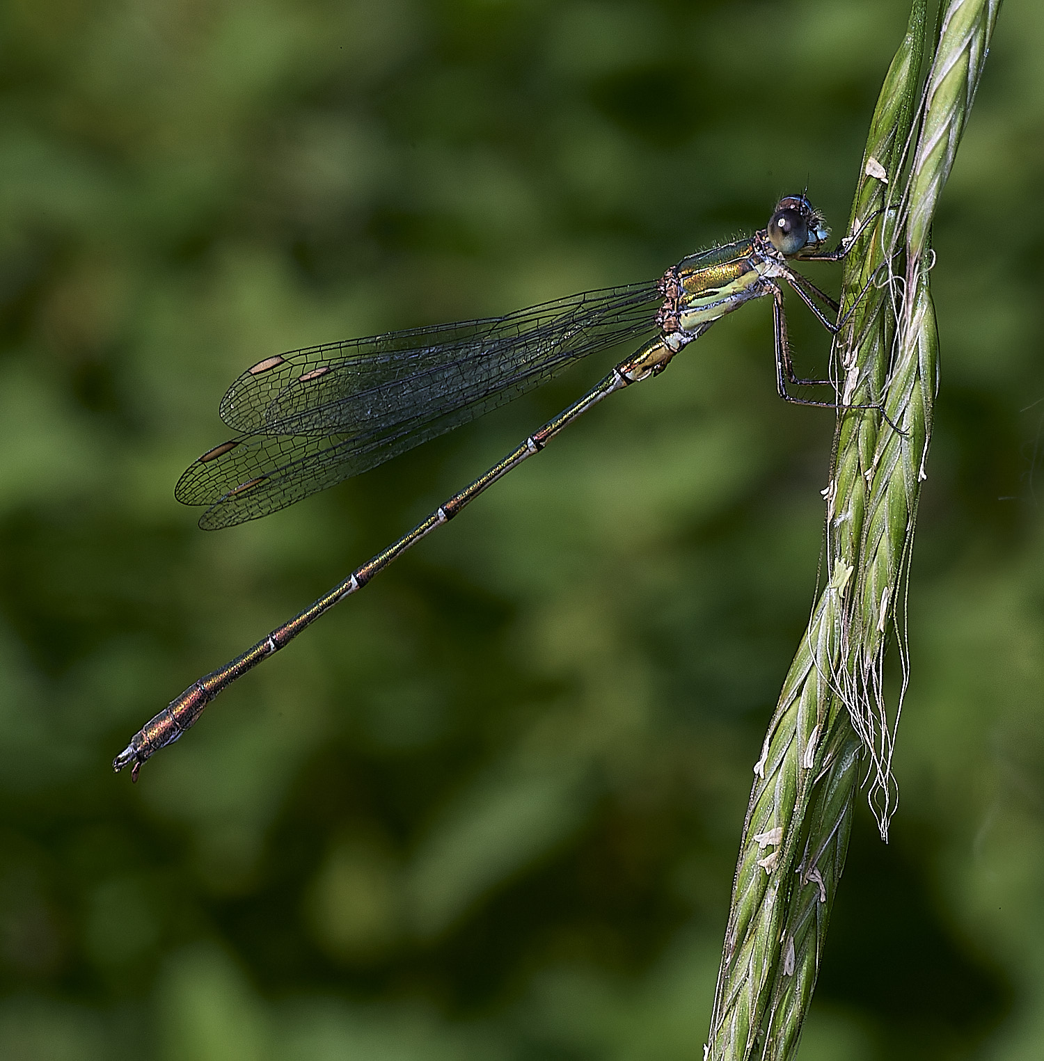 ThursfordWillowEmerald050925-3