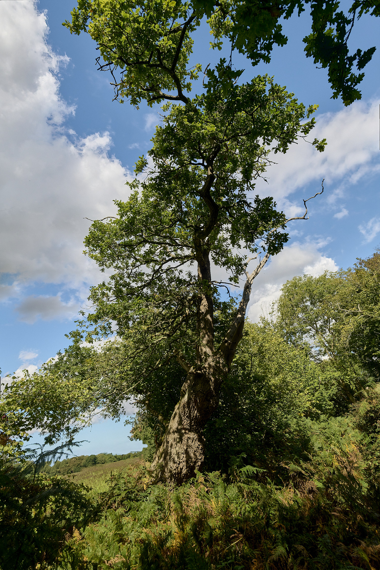 ThursfordWood050925-2