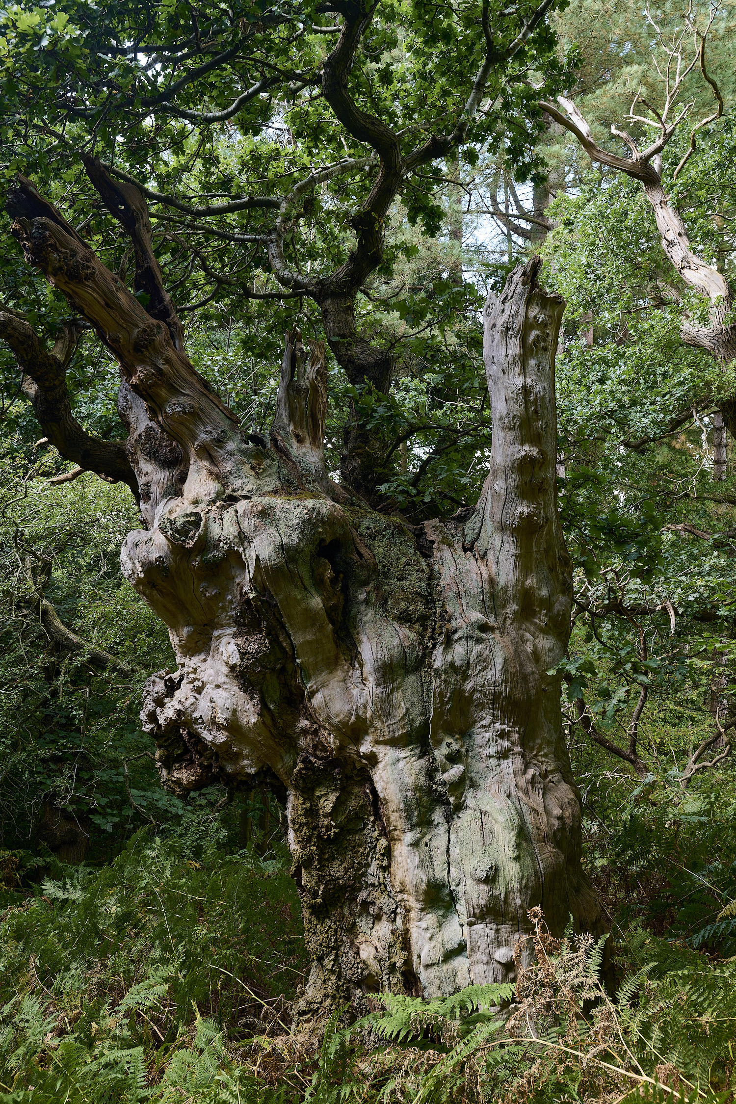 ThursfordWood050925-3