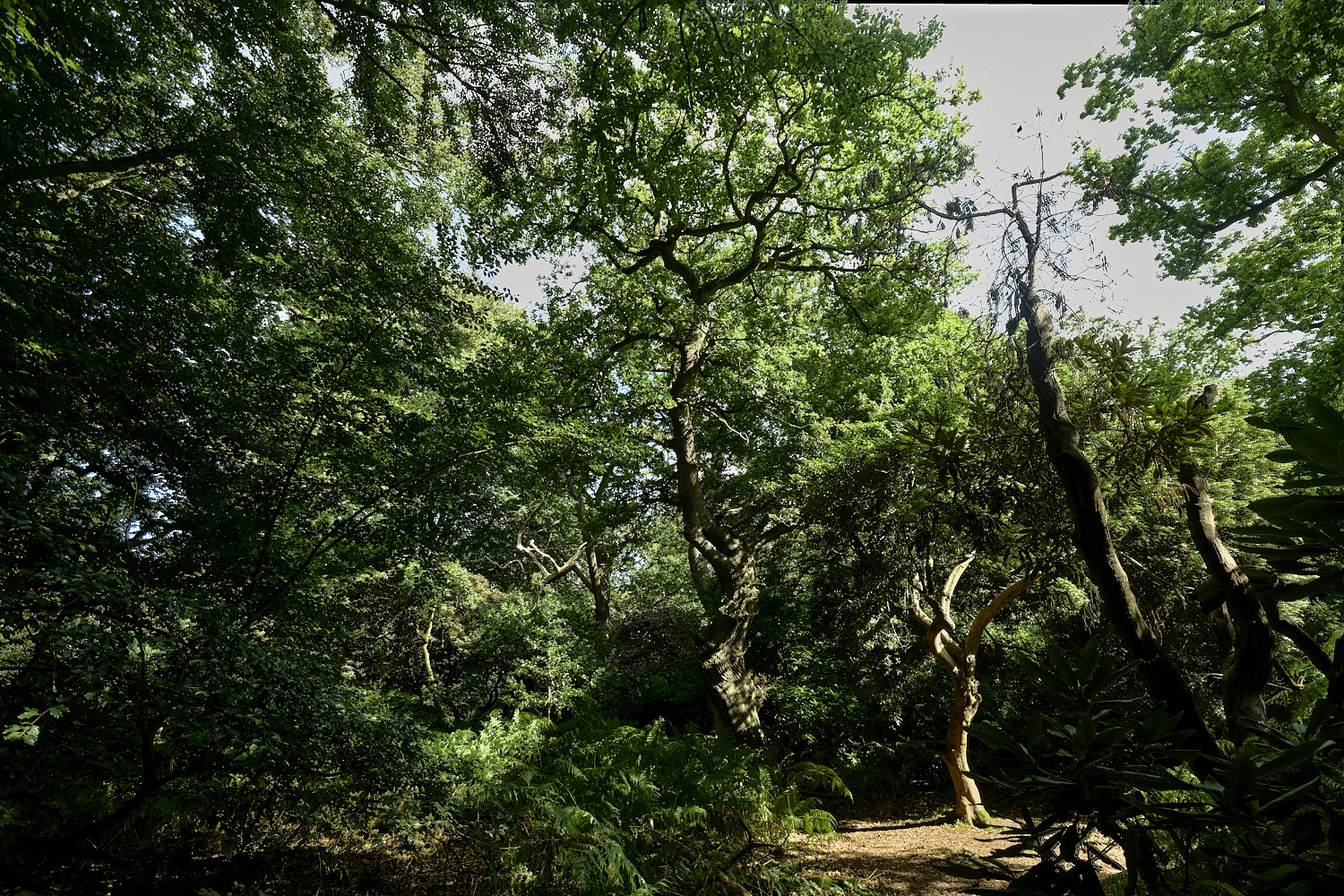 ThursfordWood050925-4