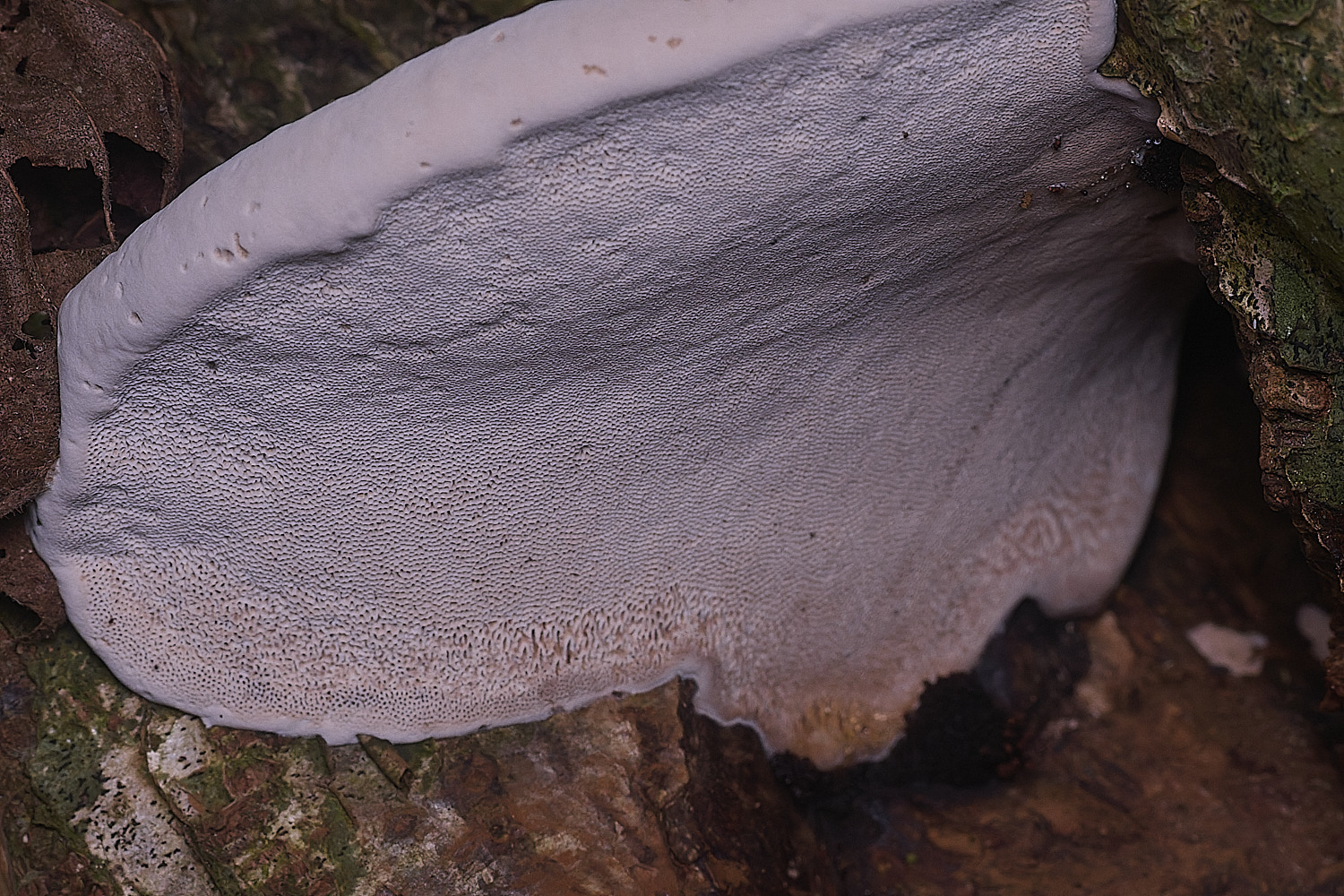 ThursfordWoodBracket050925-1