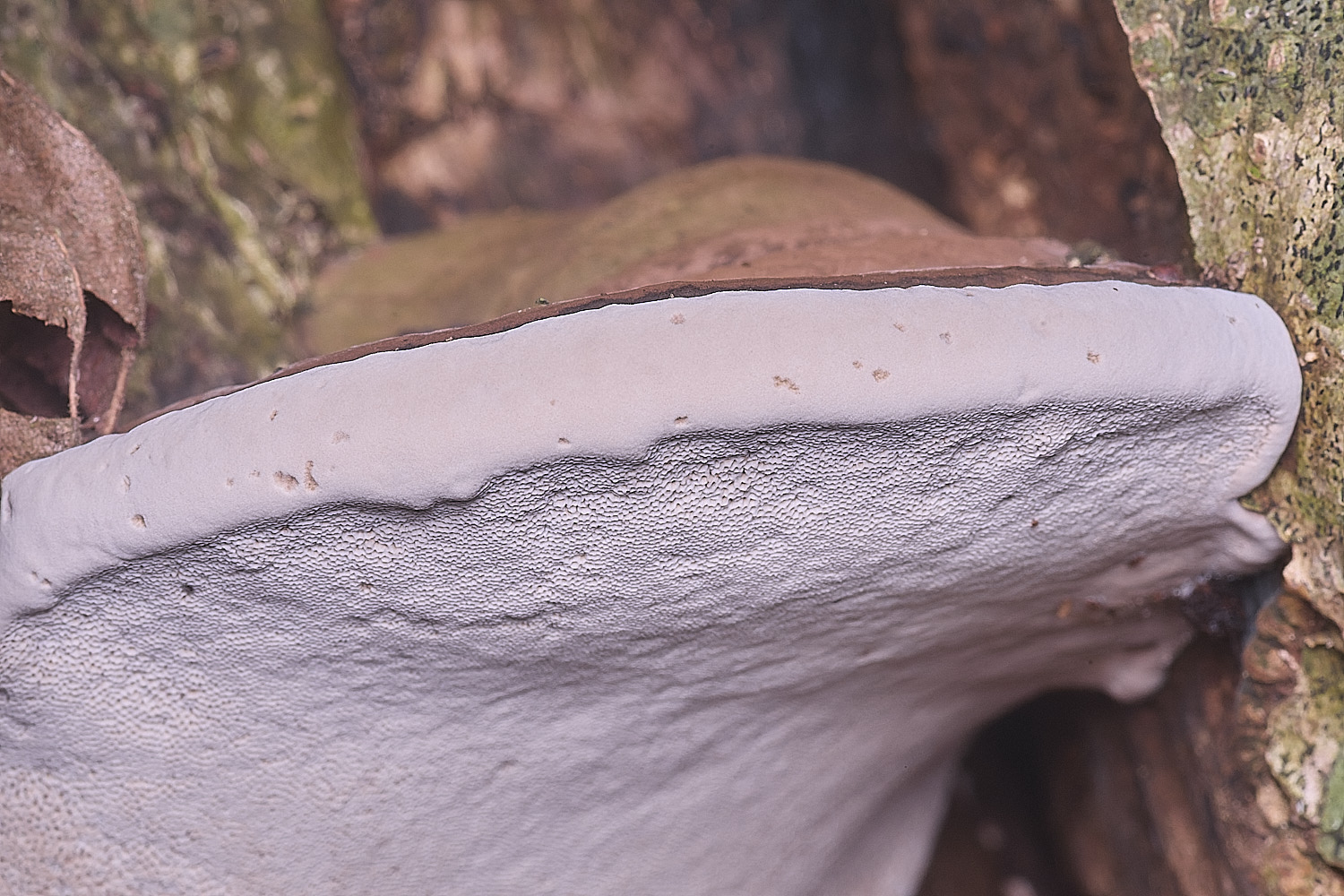 ThursfordWoodBracket050925-2