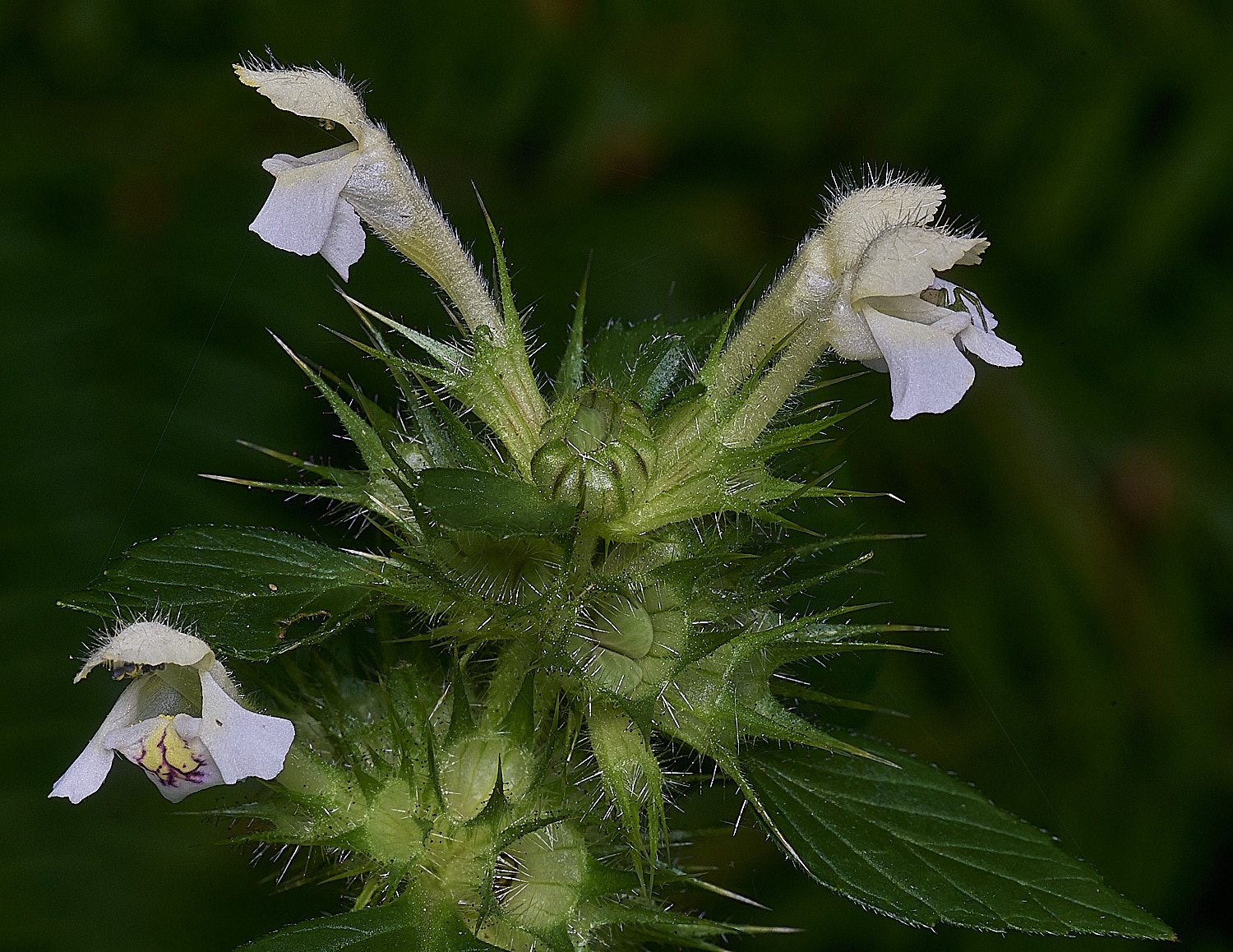 ThursfordWoodHempnettle050925-1