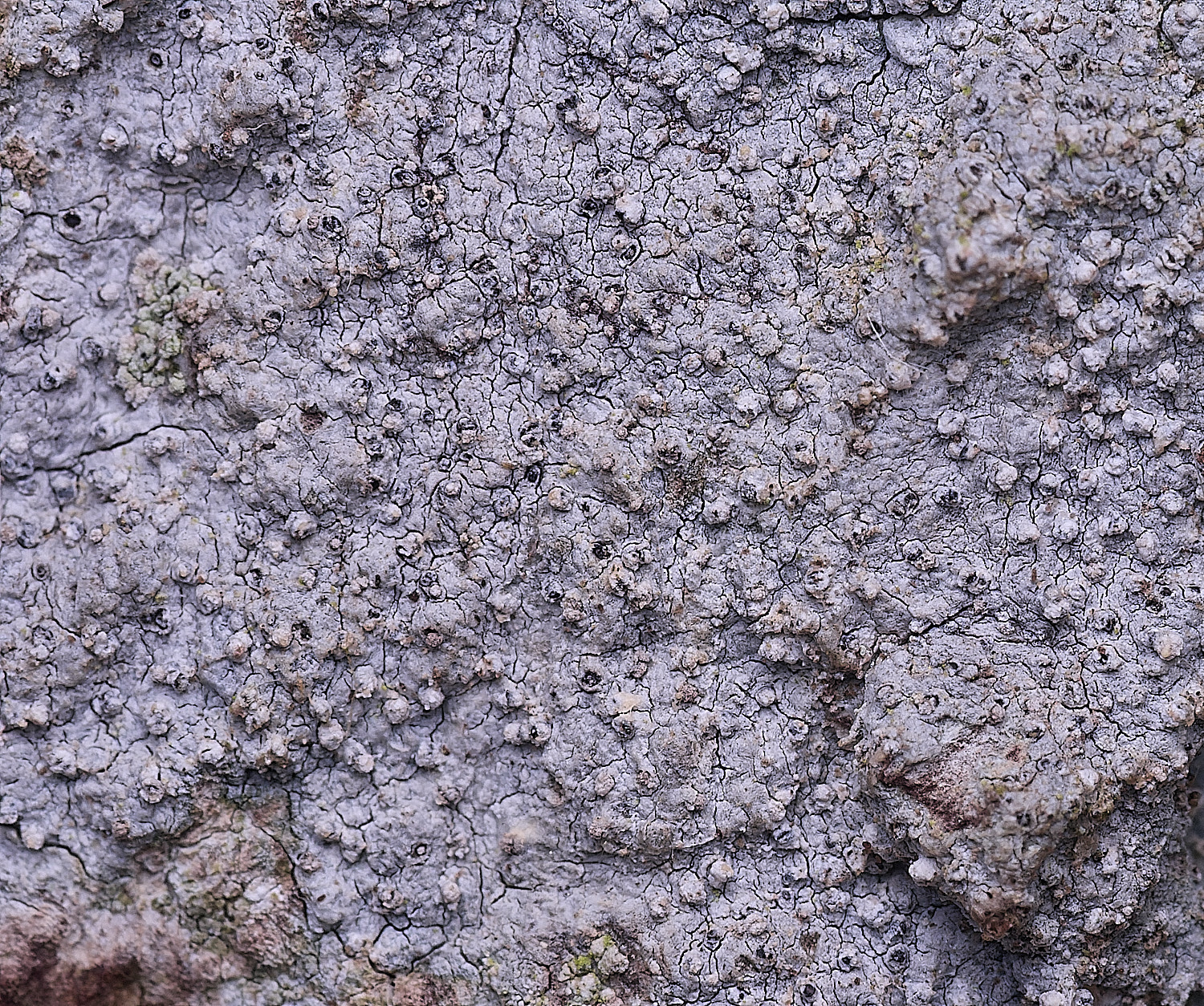 ThursfordWoodLichenSp050925-1