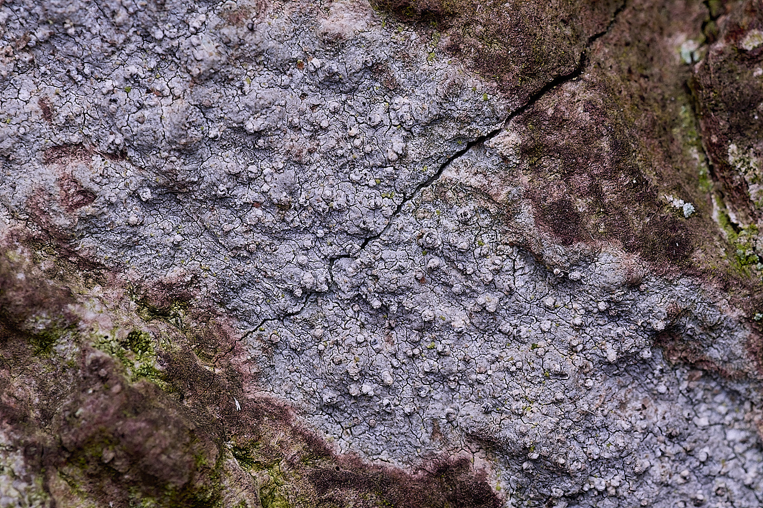 ThursfordWoodLichenSp050925-2